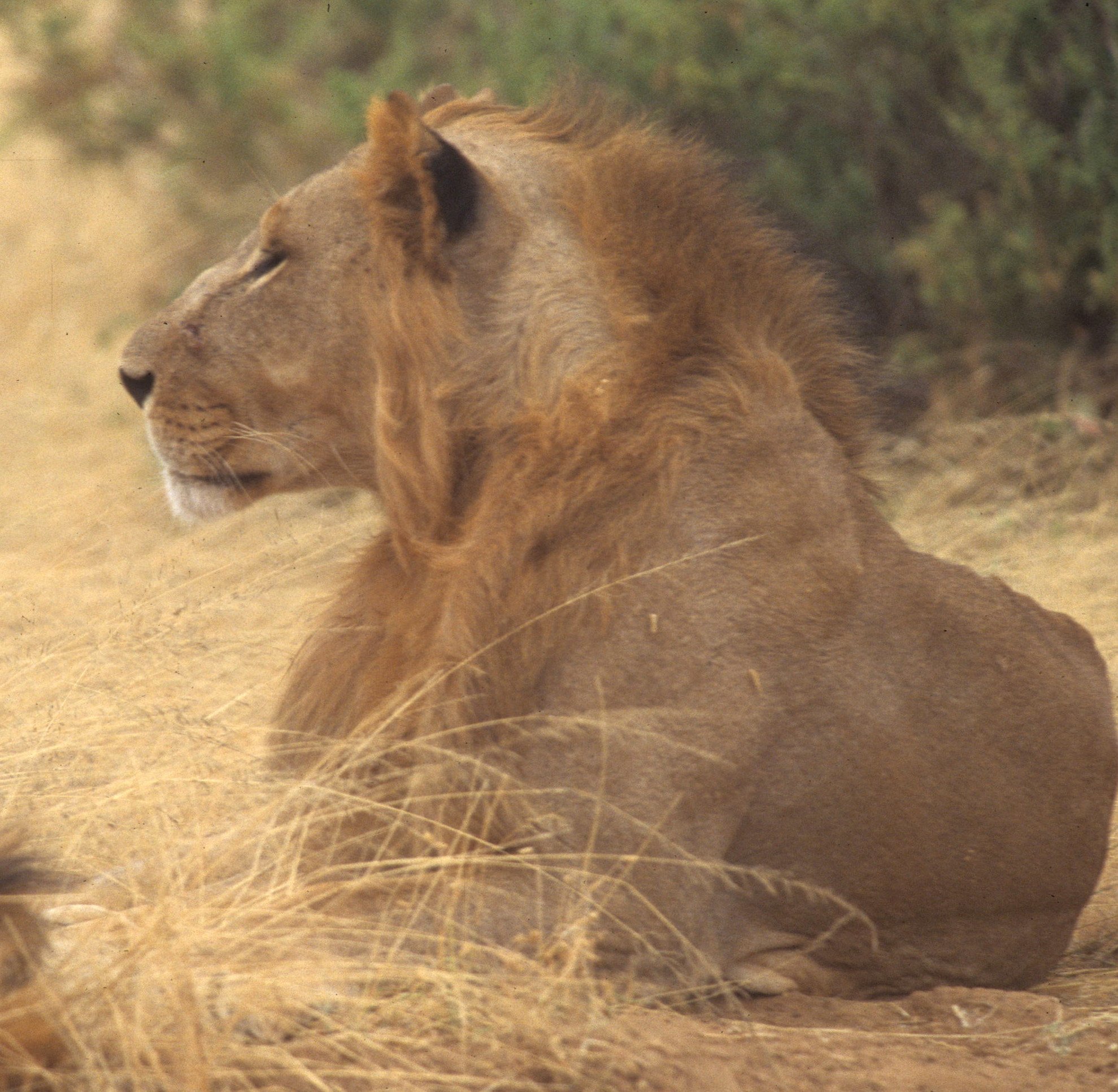 FELID - LION - SHABA (13).jpg