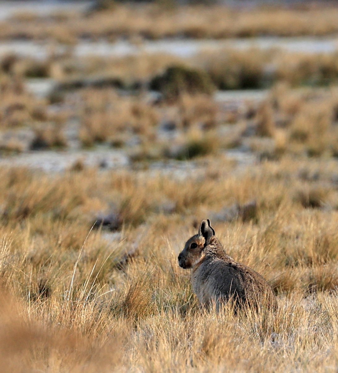 Patagonian Mara (Dolichotis patagonum) Valdes Peninsula, Chubut Province, Argentina Day 2 (6).jpg