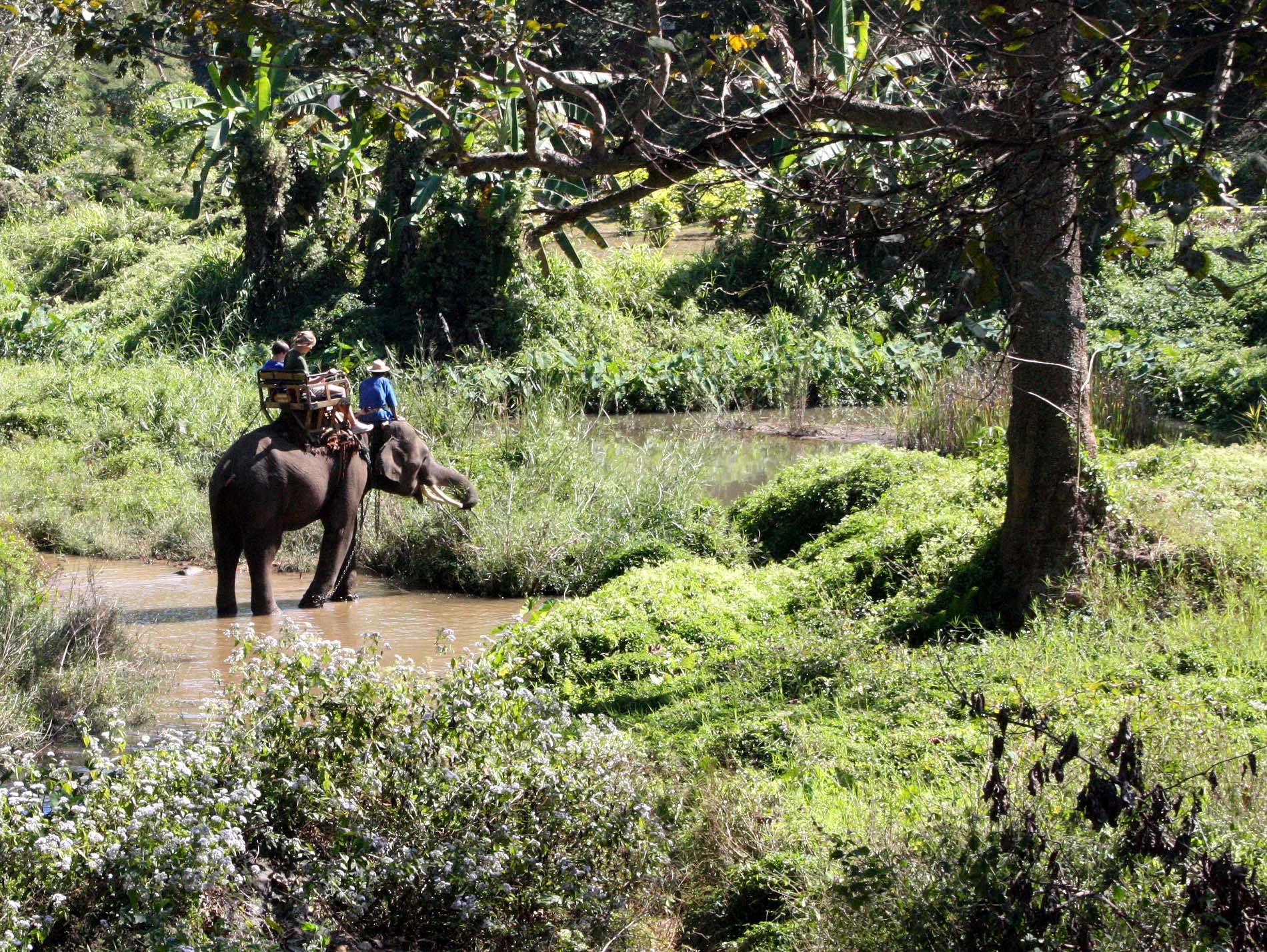 2008 Lampang City & Elephant Center (29).JPG