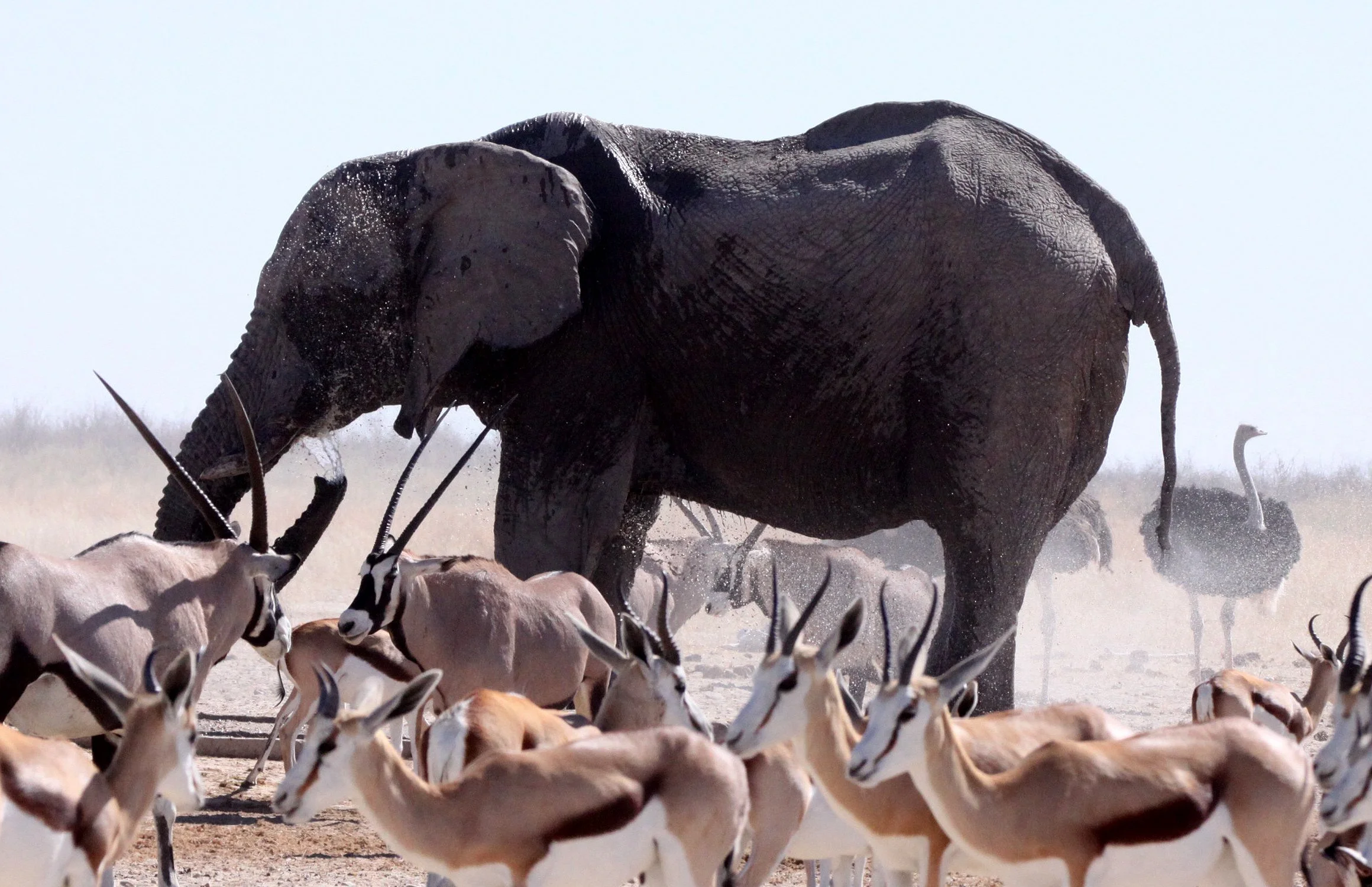 ELEPHANT - AFRICAN ELEPHANT - ETOSHA NATIONAL PARK NAMIBIA (63).JPG