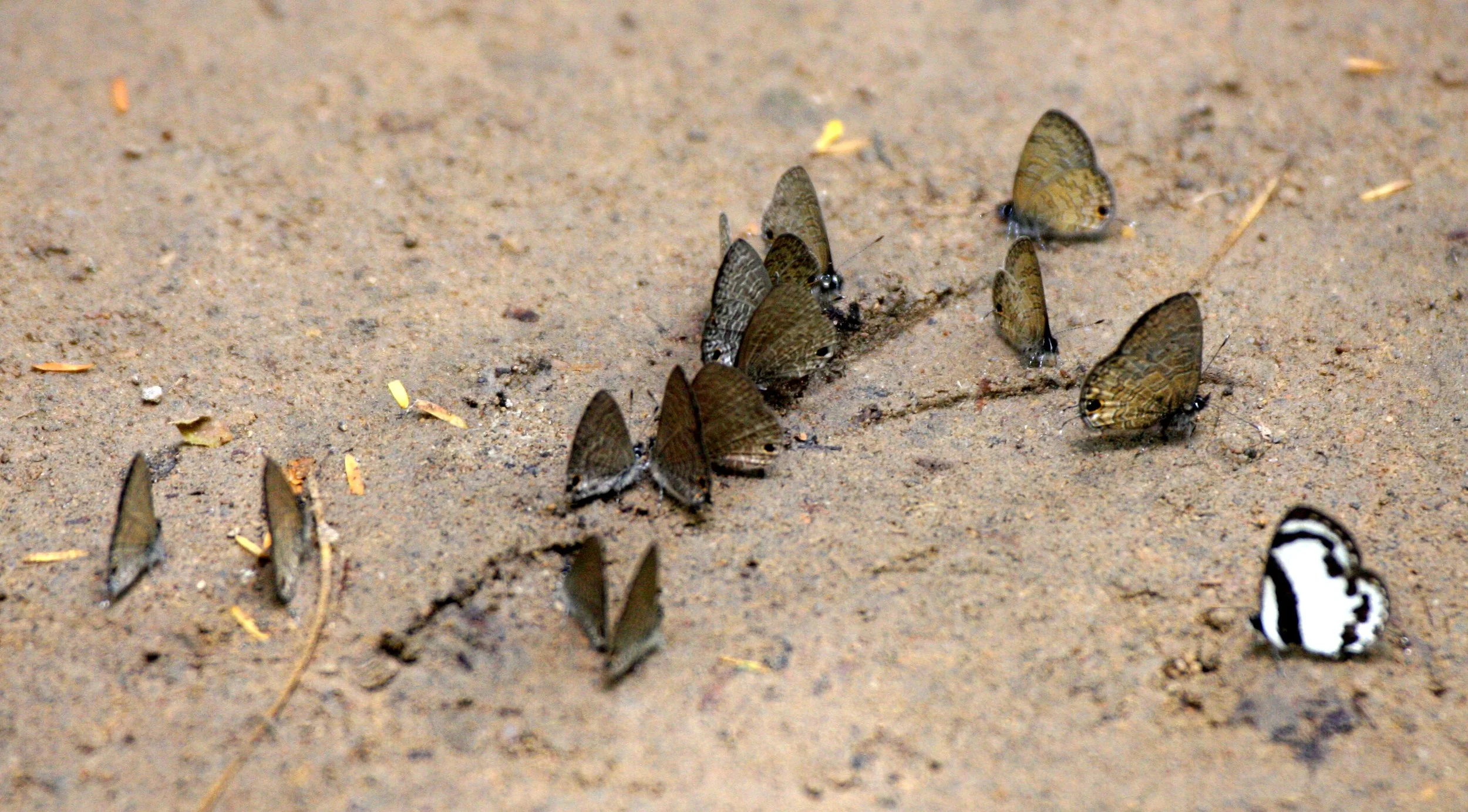 Lycaenidae - Species 2 Unidentified - Kaeng Krachan Thailand