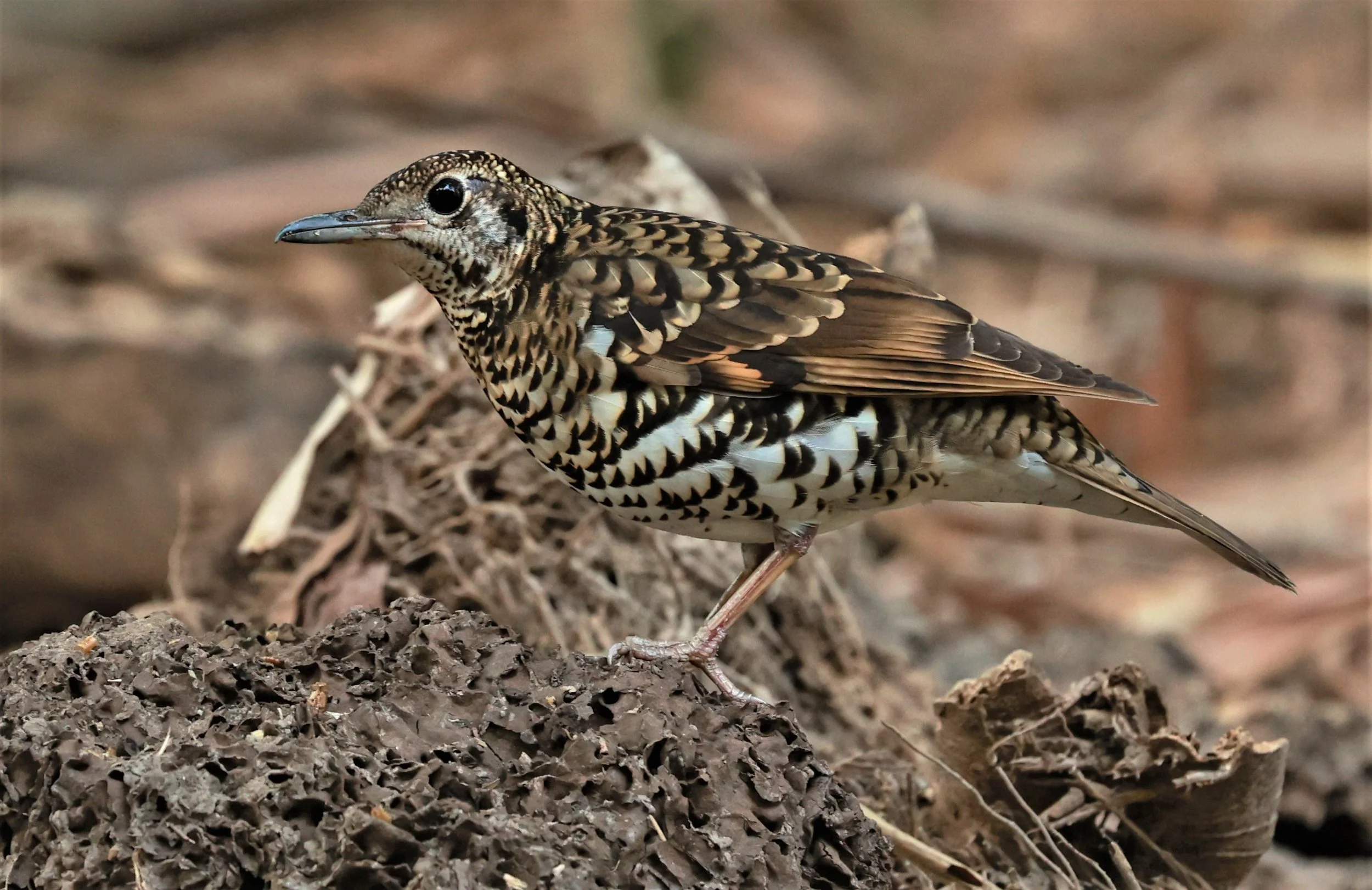 White's Thrush (Zoothera aurea) Putthamonthon Park Nakhon Pathom Thailand (125).jpg