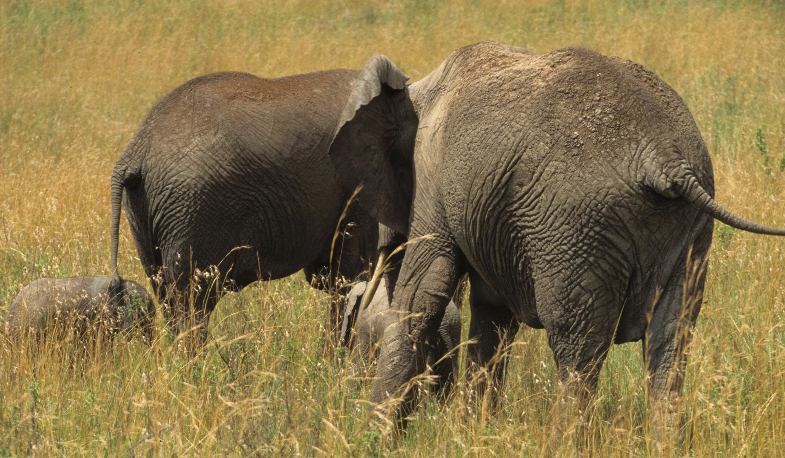 ELEPHANT - SERENGETI 30.jpg