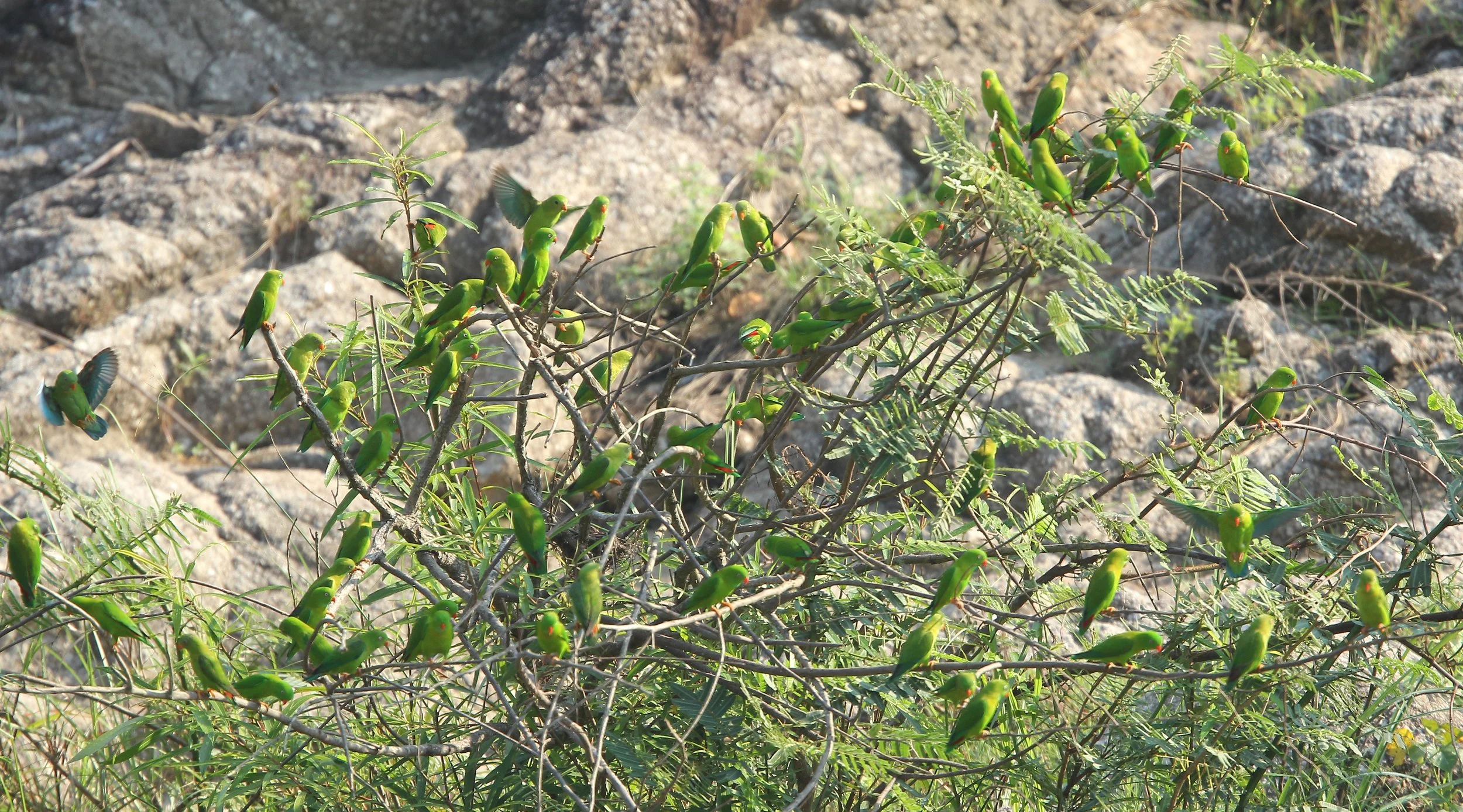 BIRD - PARROT - VERNAL HANGING PARROT -  HUAI KHA KHAENG NATURE RESERVE - THAILAND (7).JPG