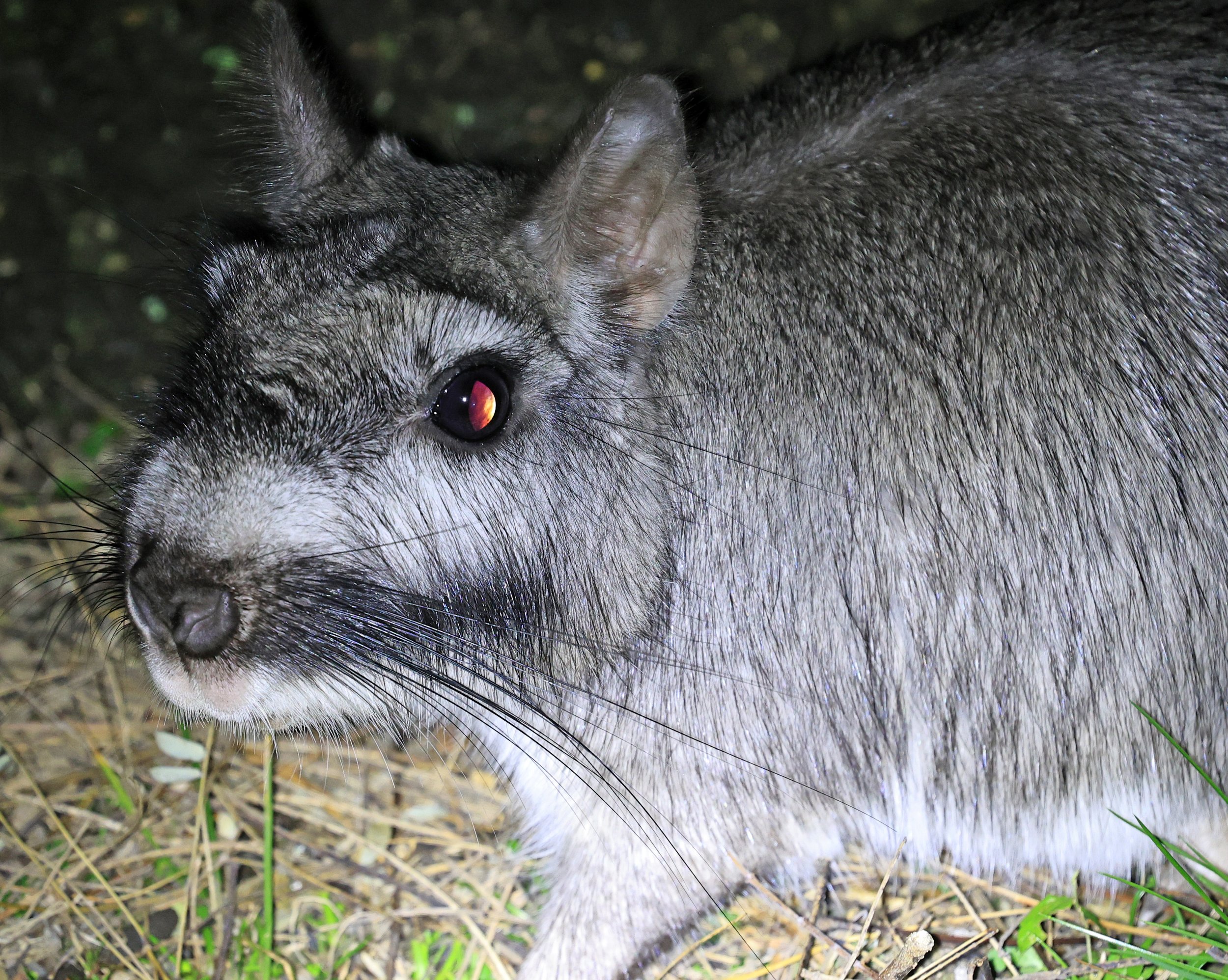 Plains Vizcacha (Lagostomus maximus) El Palmar National Park, Entre Rios, Argentina (88).jpg