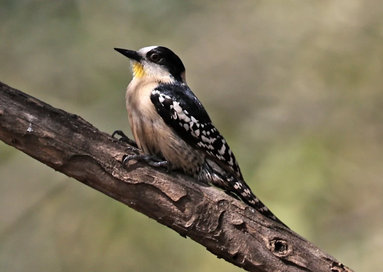 White-fronted Woodpecker (Melanerpes cactorum) Hotel Campestre Iparoma Paraguay (12).jpg