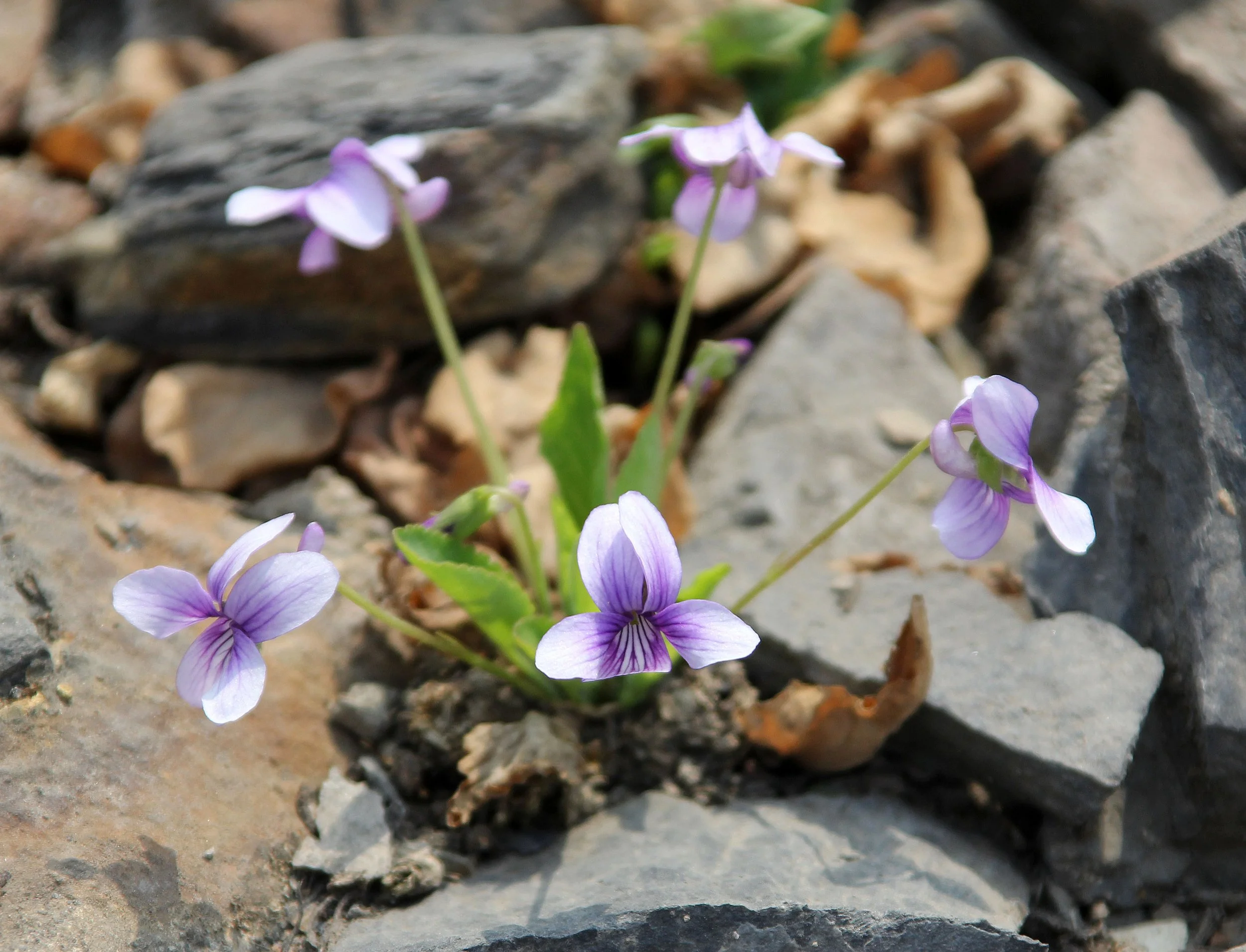 DONGHEKOU EARTHQUAKE VILLAGE AND MEMORIAL - SICHUAN CHINA  (2).JPG