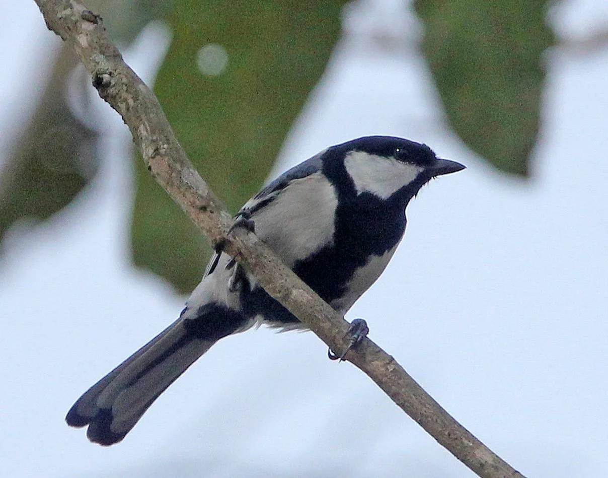 Indian Yellow or Black-lored Tit (Machlolophus aplonotus) Indira Gandhi Topslip NP, Tamil Nadu India (6).JPG
