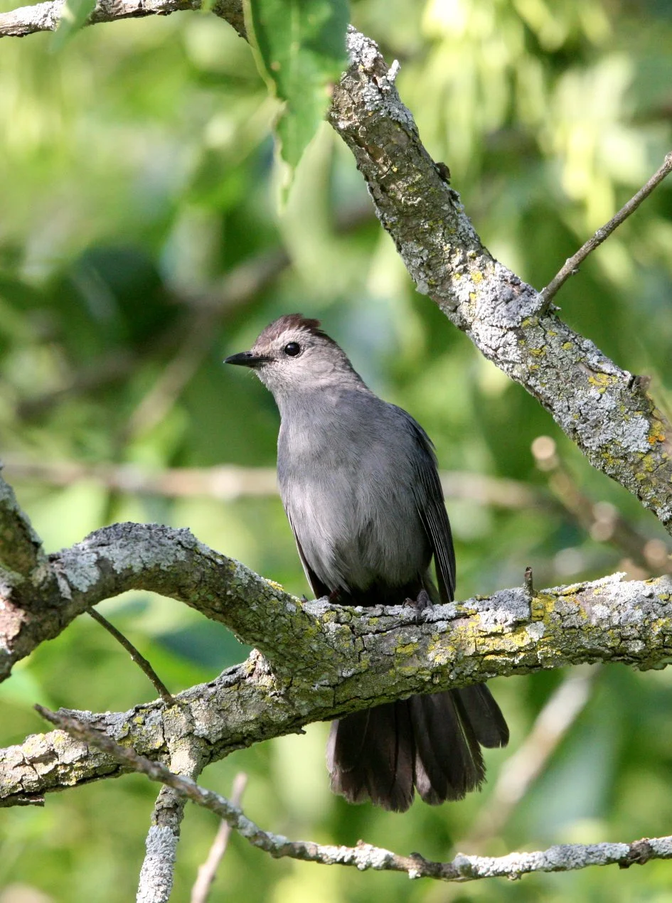 BIRD - GRAY CATBIRD - MCKEE MARSH ILLINOIS (7).JPG