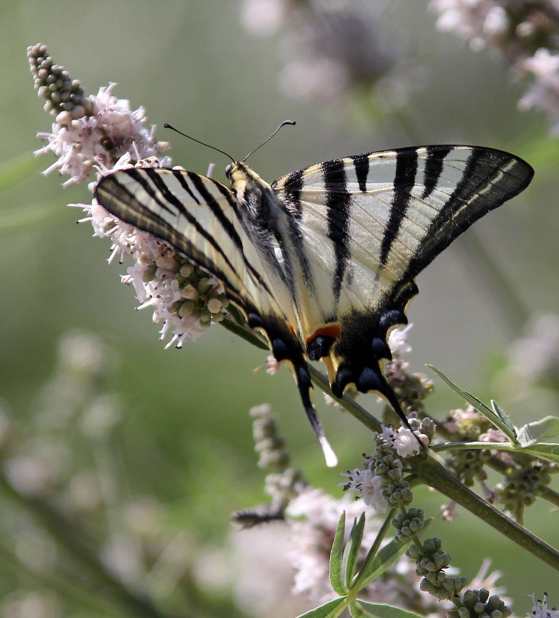 Papilionidae - Scarce Swallowtail (Iphiclides podalirius) Athens Greece