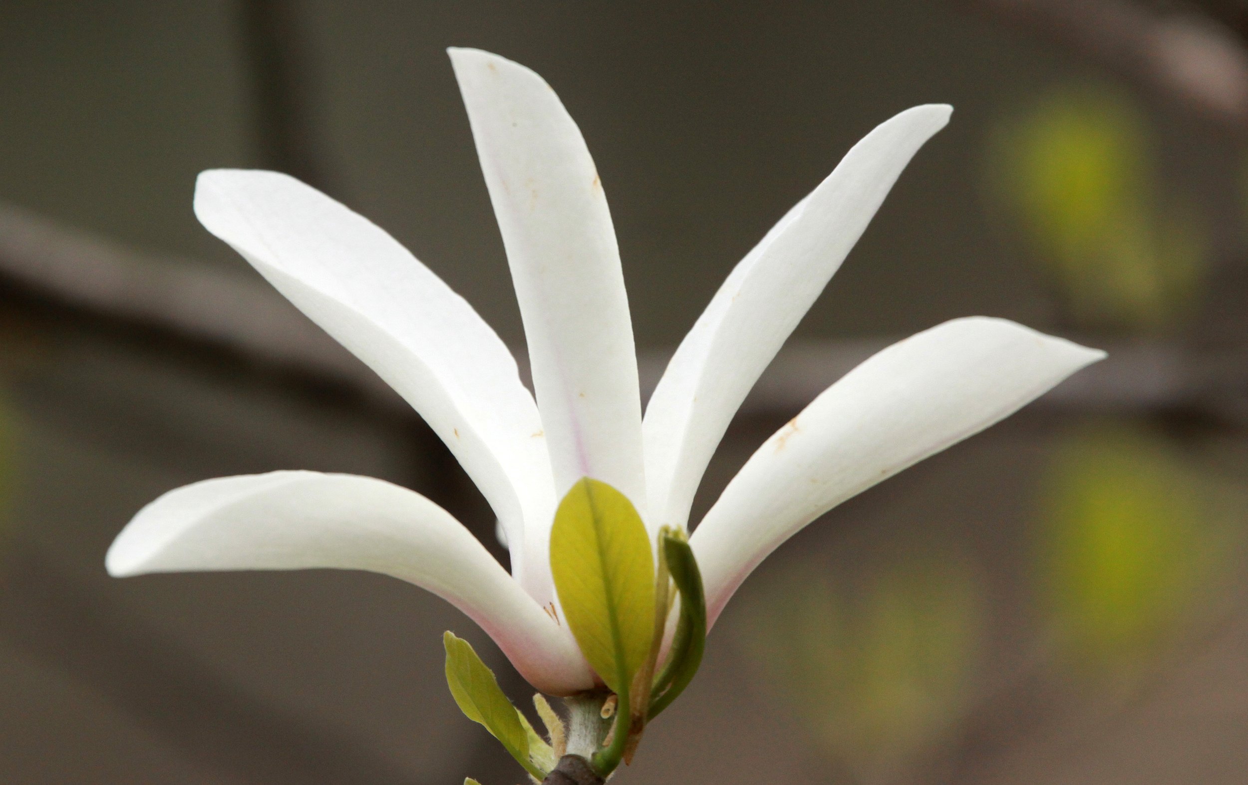 HUANGSHAN NATIONAL PARK - ANHUI PROVINCE CHINA (63).JPG