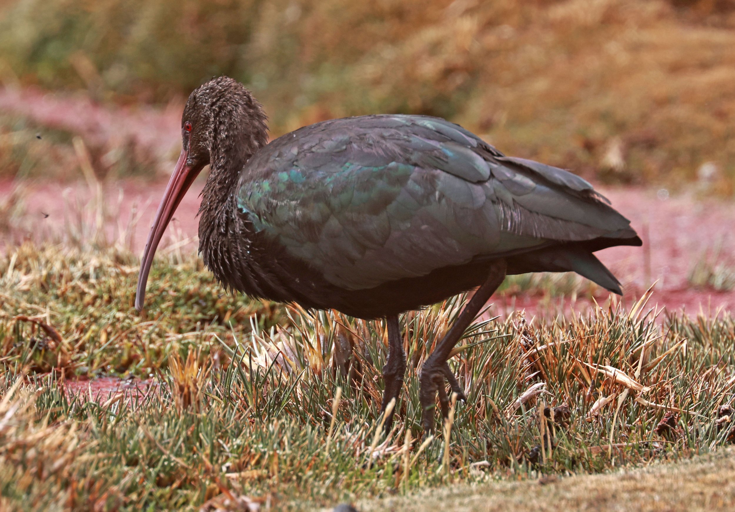 Ibis - Puna Ibis - Plegadis ridgwayi - Lauca National Park, Chile (24).jpg