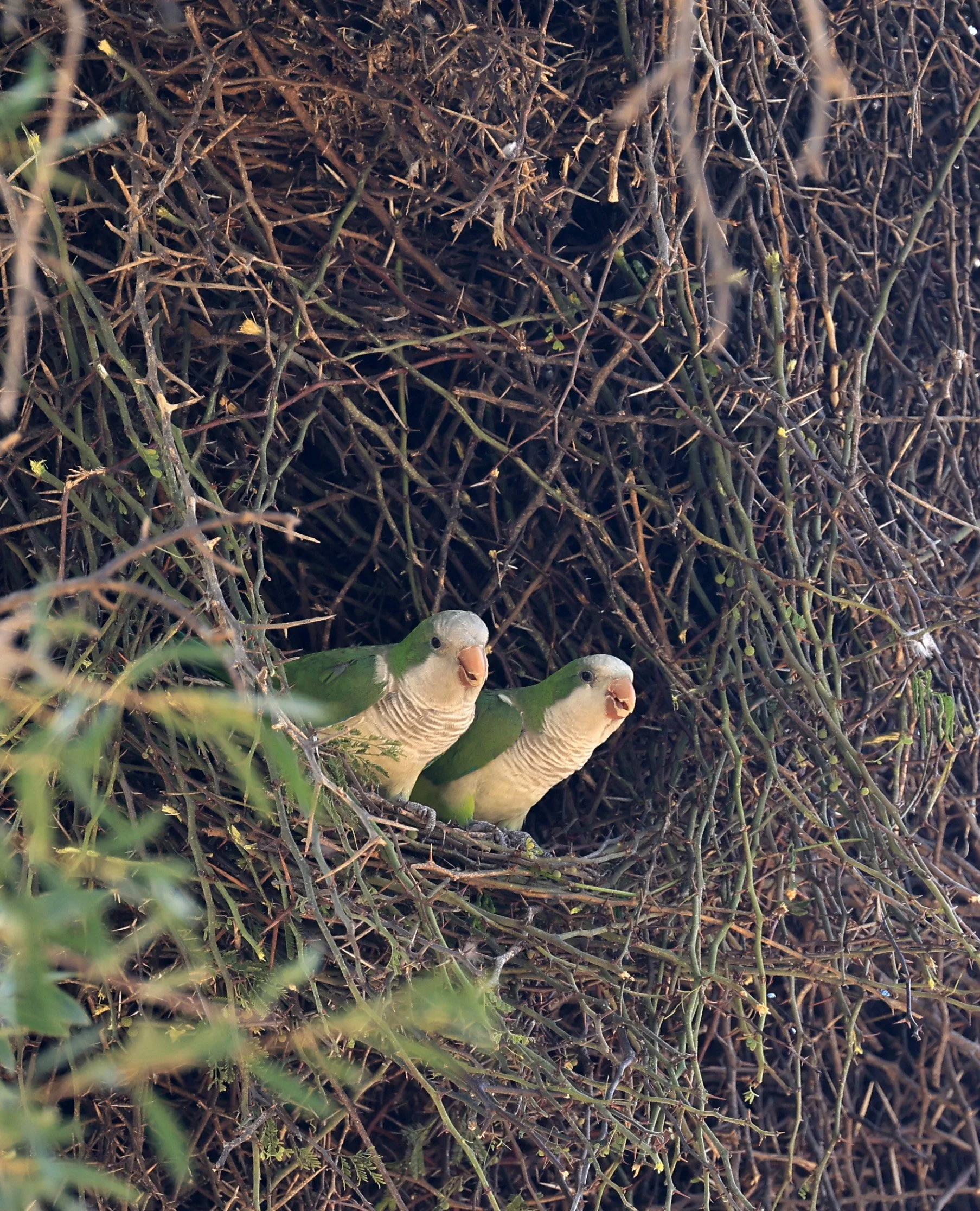 Monk Parakeet (Myiopsitta monachus) Fortin Toledo Paraguay (4).jpg