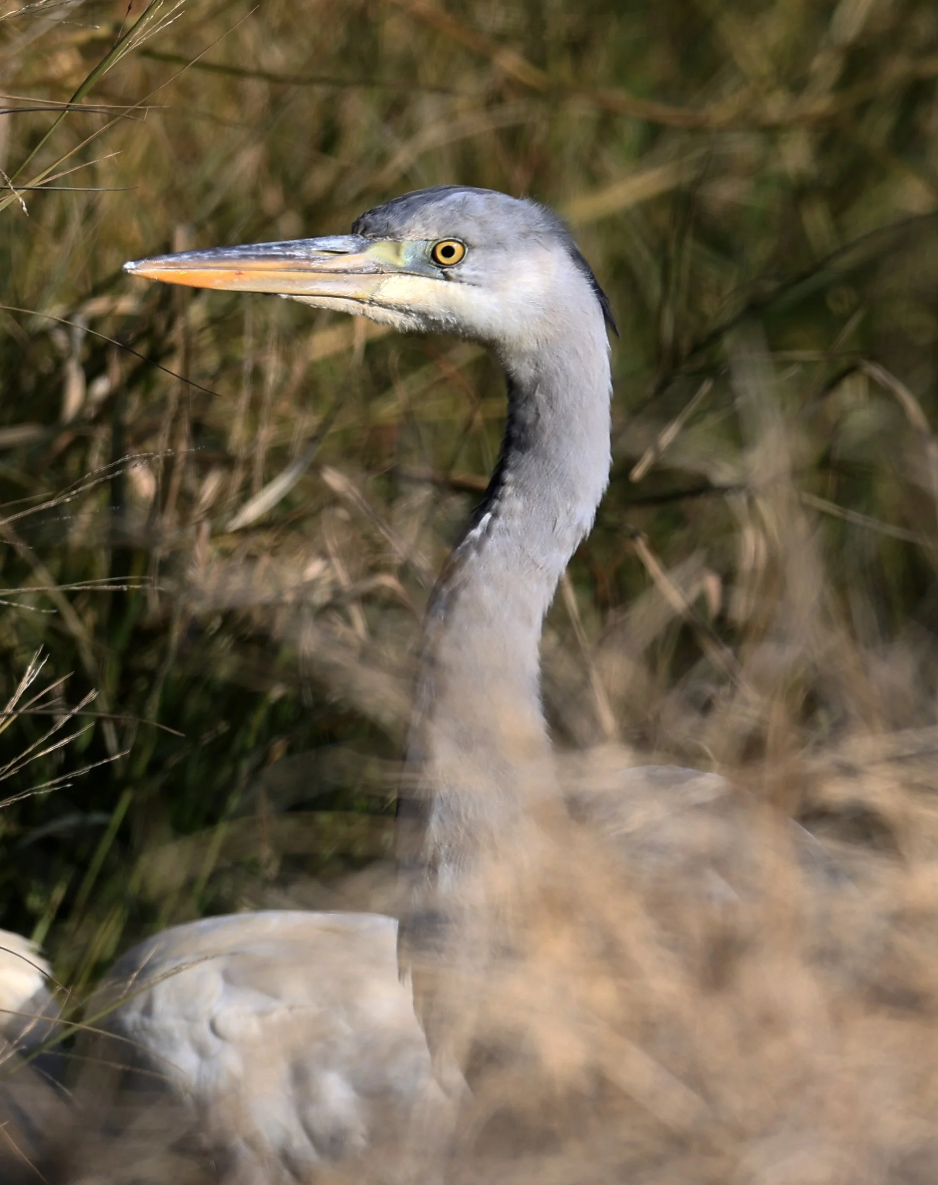 Grey Heron (Ardea cinerea) Izumi Crane Center and Fields Izumi Kagoshima Japan (3).jpg