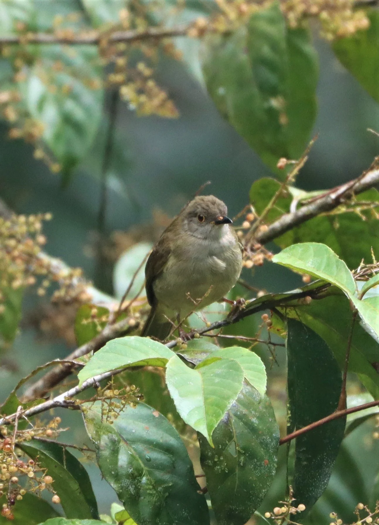 BULBUL - SPECTACLED BULBUL - Pycnonotus erythropthalmos - HALA BALA WILDLIFE SANCTUARY (7).jpg