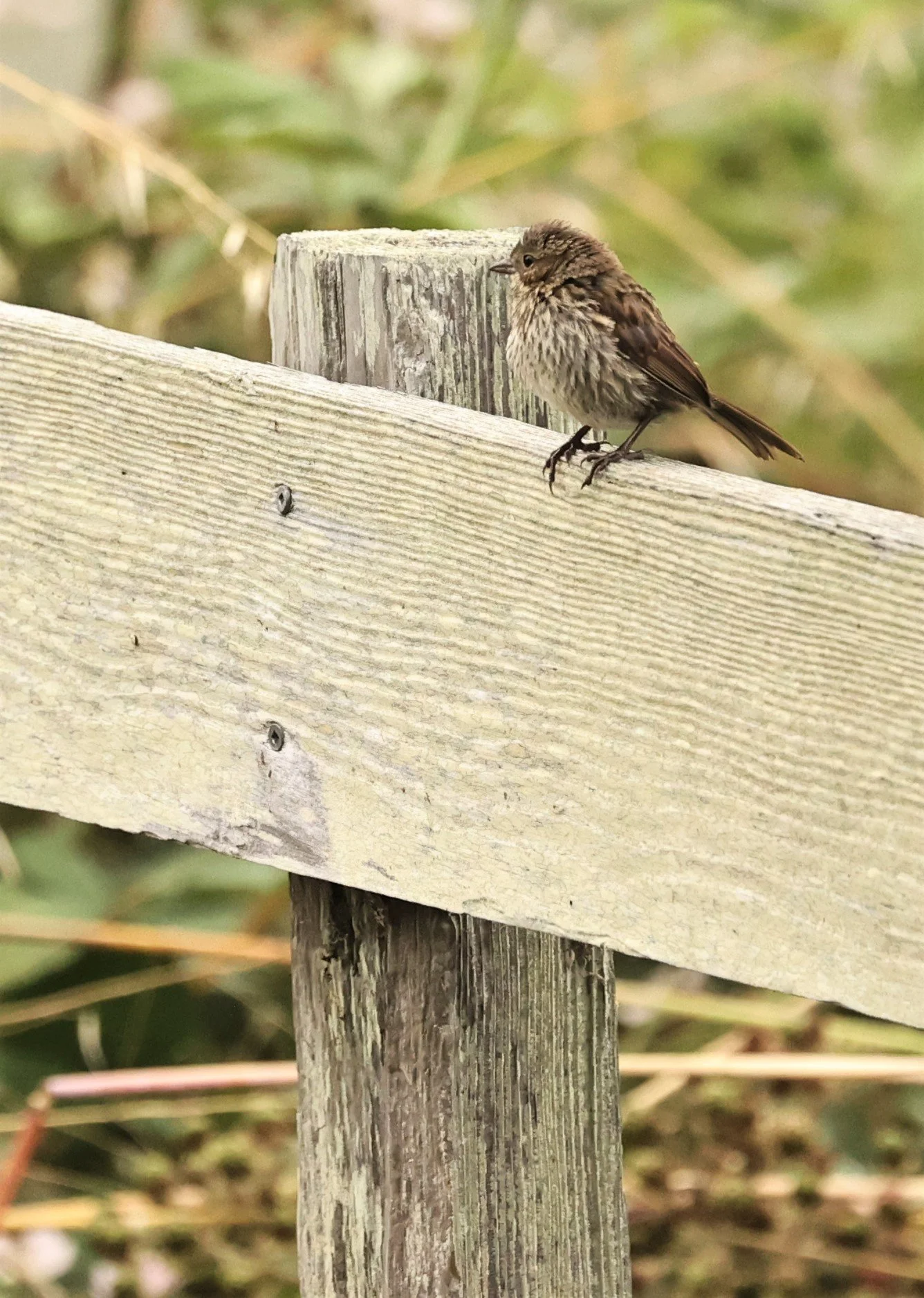 Lincoln's Sparrow (Melospiza lincolnii) Humboldt Bay NWR California (2).jpg