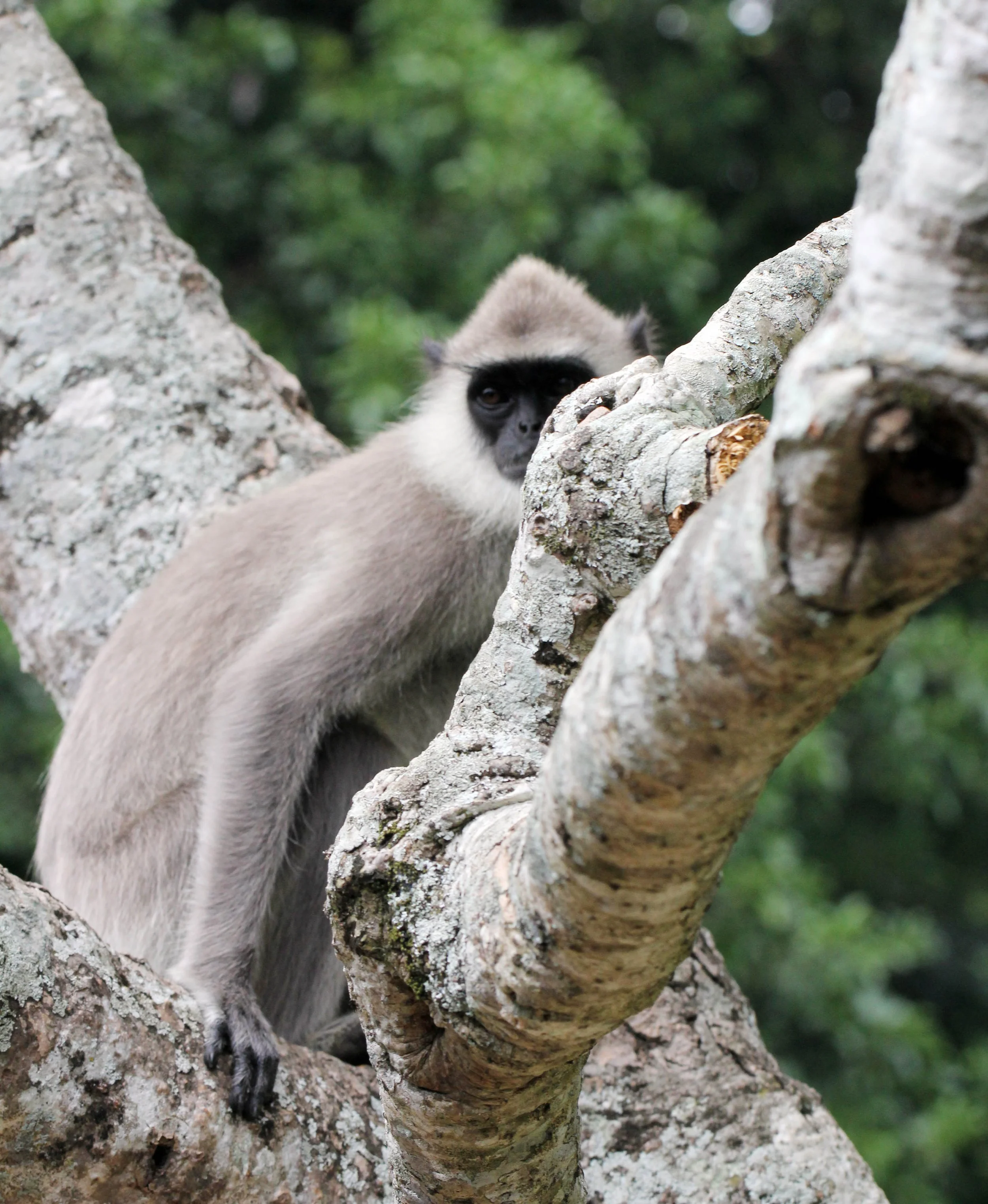 CERCOPITHECIDAE - Semnopithecus priam thersites - SRI LANKAN GRAY (TUFTED) LANGUR - SRIGIRIYA FOREST AND FORTRESS AREA SRI LANKA (16).JPG