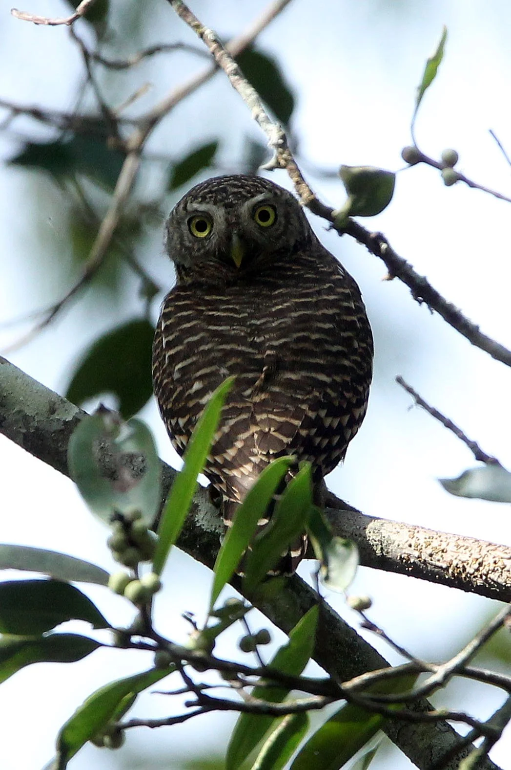Glaucidium cuculoides - ASIAN BARRED OWLET - HUAI KHA KHAENG NATURE RESERVE THAILAND (50).JPG