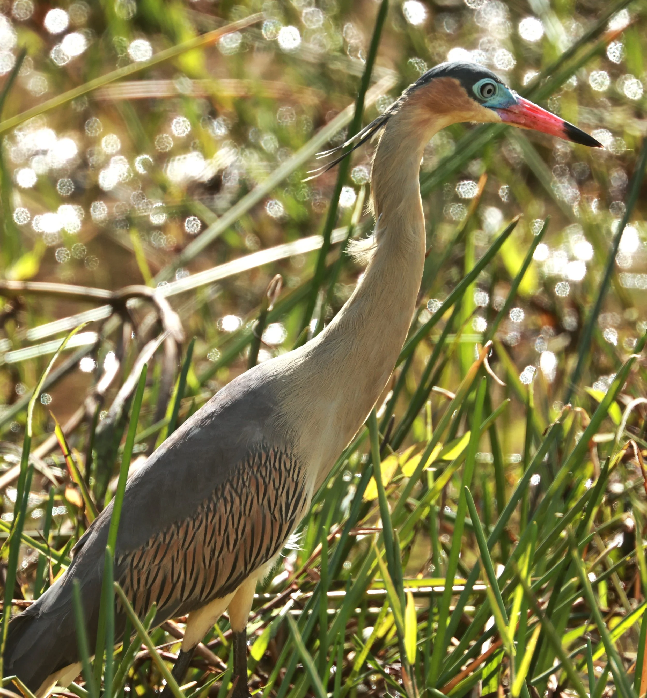 Heron - Whistling Heron - Syrigma sibilatrix - Alfonso Claudio, Espirito Santo Brazil (18).JPG