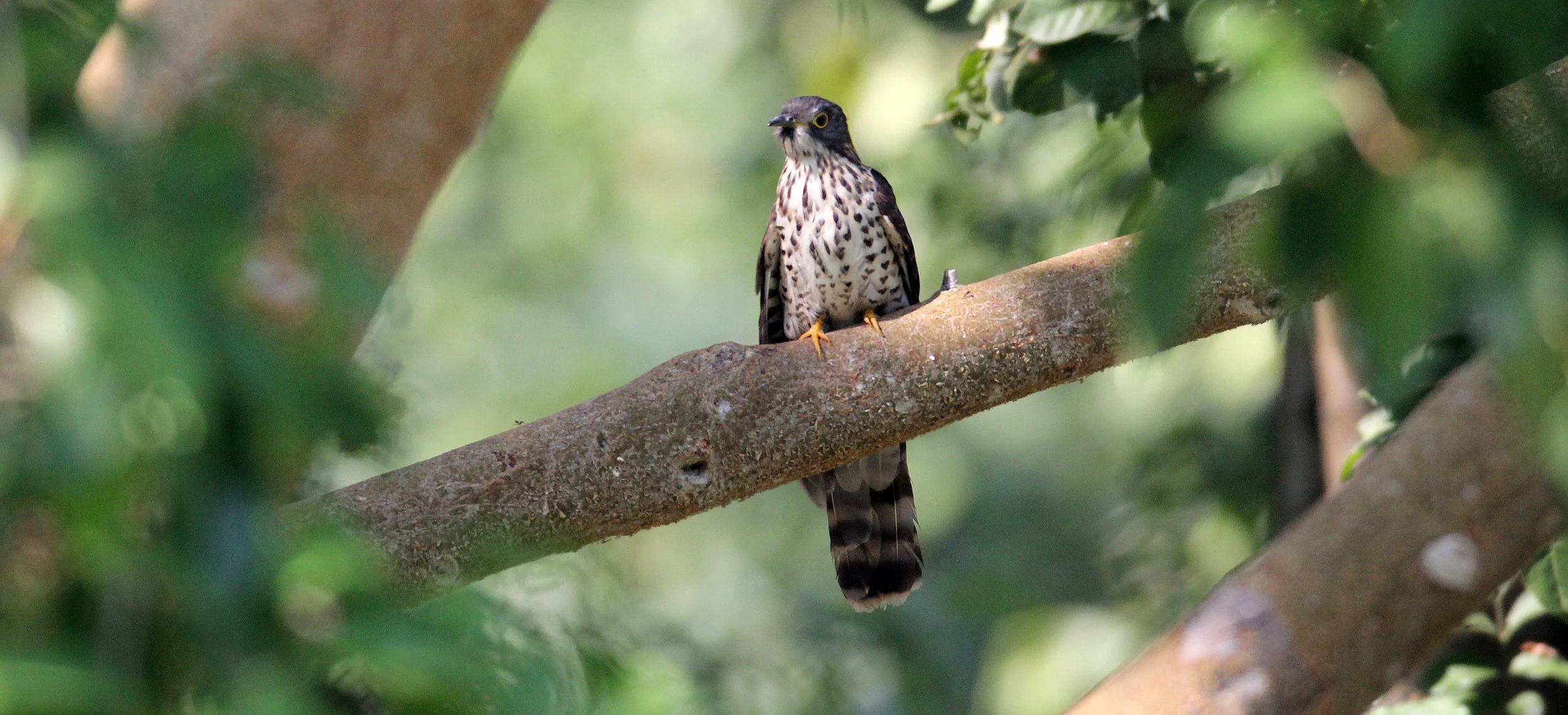 Large Hawk-cuckoo (Hierococcyx sparveroides) Huai Kha Khaeng NWR Thailand (6).JPG