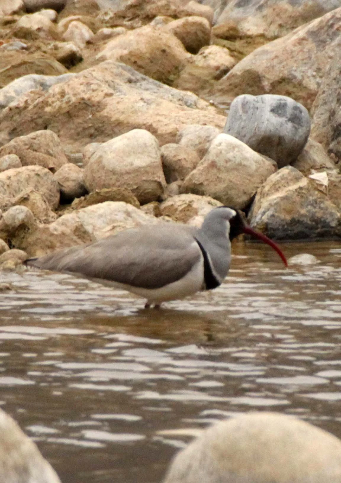 BIRD - IBISBILL - FOPING NATURE RESERVE SHAANXI PROVINCE CHINA (19).JPG