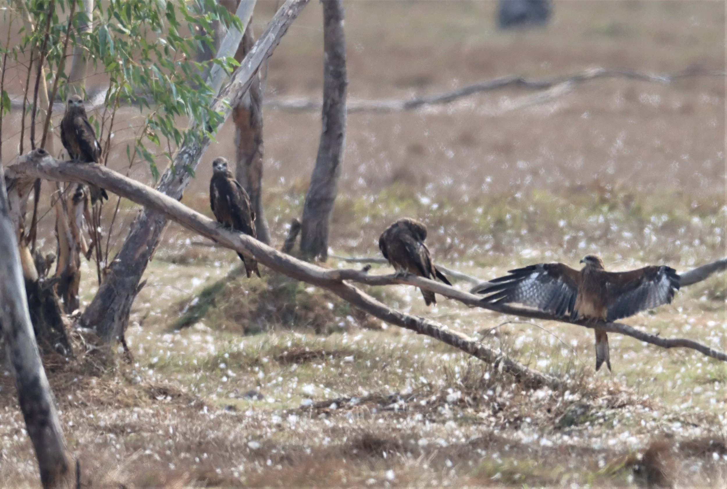 KITE - BLACK KITE -Milvus migrans - NAKON NAYOK EUCALYPTUS GROVES  (14.0983690, 101 (22).JPG