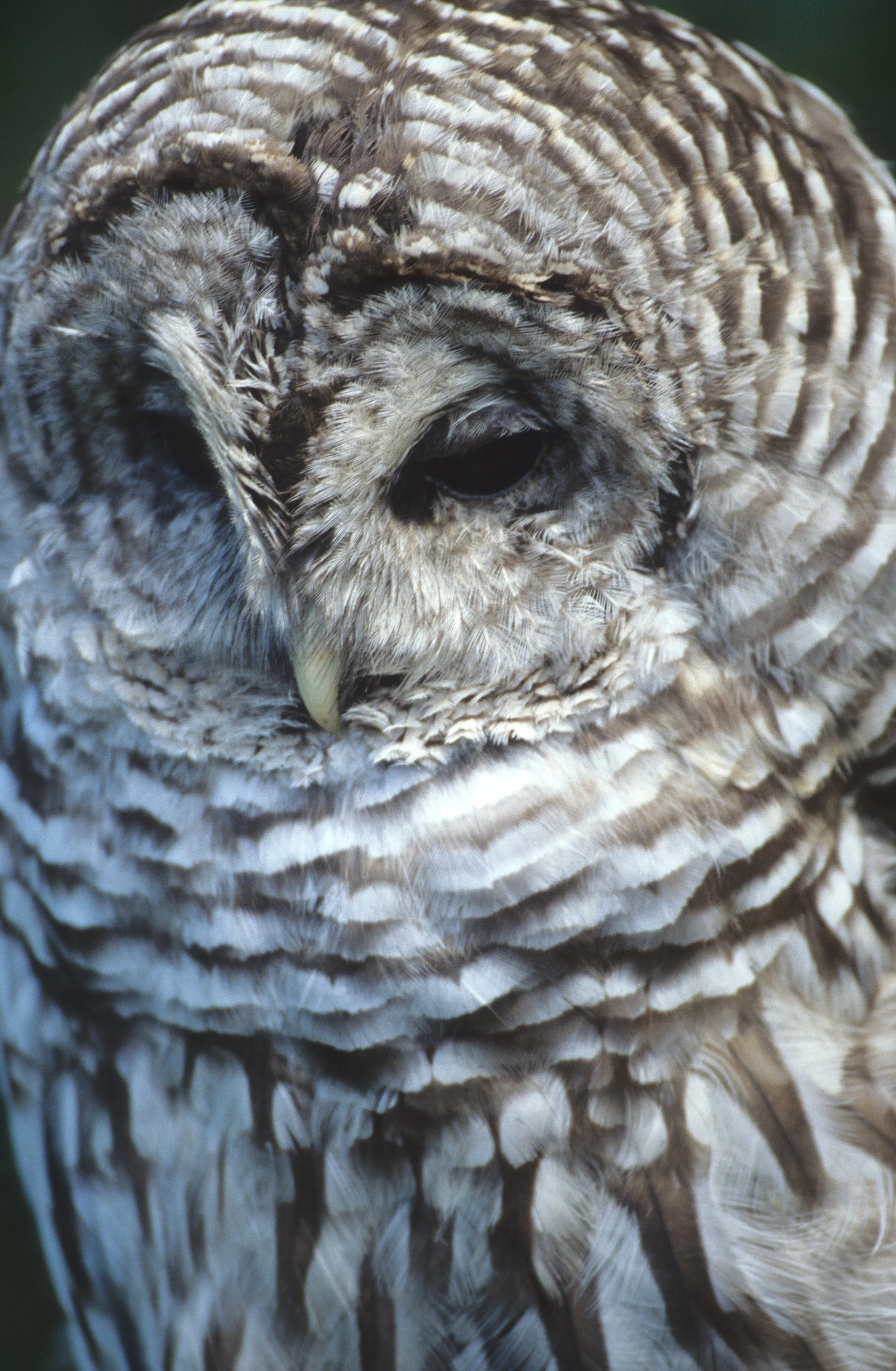 BIRD - OWL - BARRED OWL 12.jpg