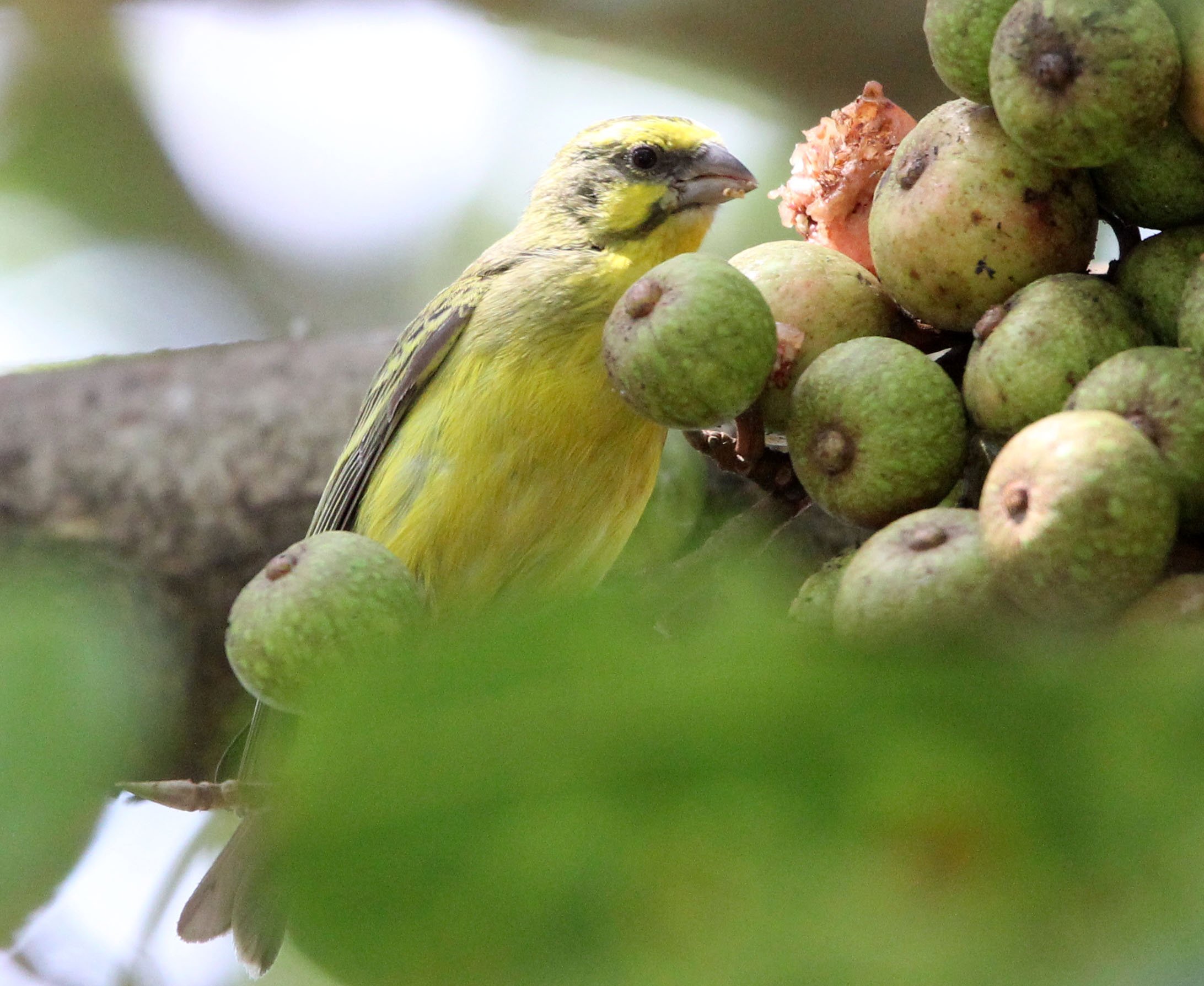 Yellow-fronted Canary (Crithagra mozambica) South Africa