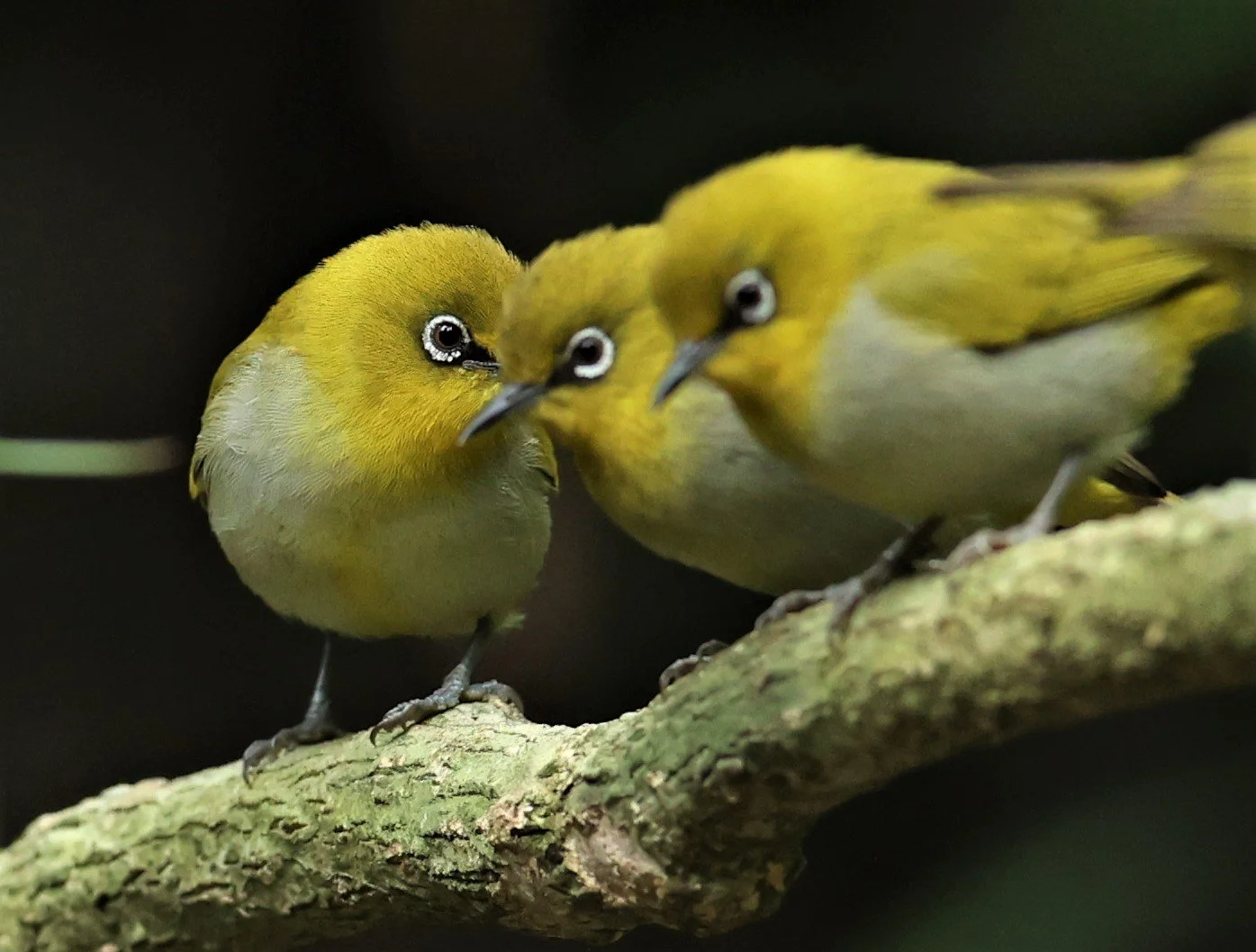 Indian White-eye (Zosterops palpebrosus) Doi Inthanon NP Chiang Mai (9).JPG