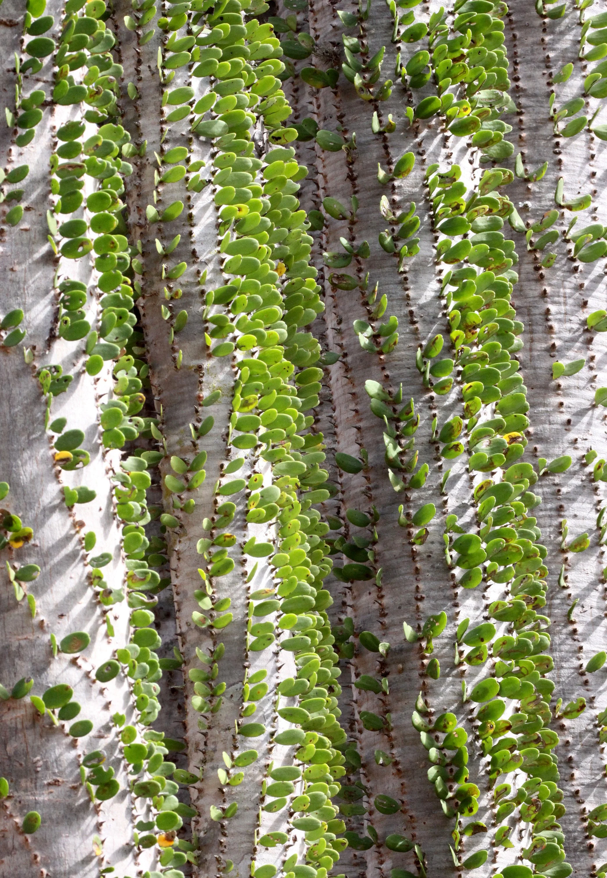 PLANT - ALLUAUDIA SPECIES - BERENTY RESERVE MADAGASCAR (2).JPG