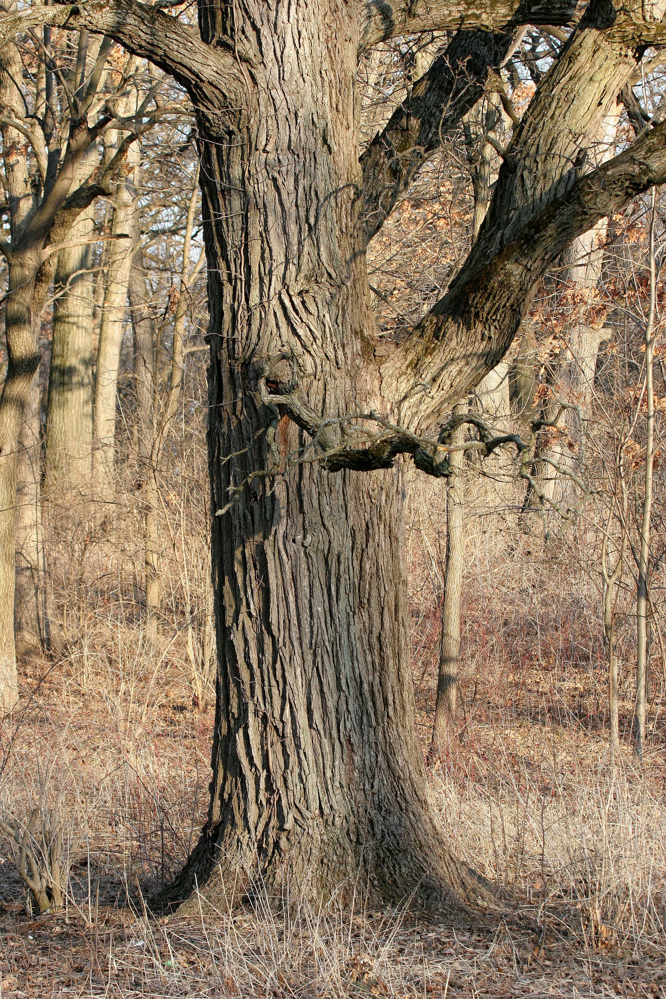 ILLINOIS - 2008-4-2 CHICAGO SPRING TRIP - SPRINGBROOK PRAIRIE PLANTS  (2).JPG