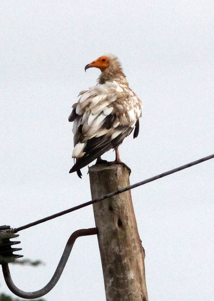 Neophron percnopterus - EGYPTIAN VULTURE - AWASH NATIONAL PARK ETHIOPIA (2).JPG