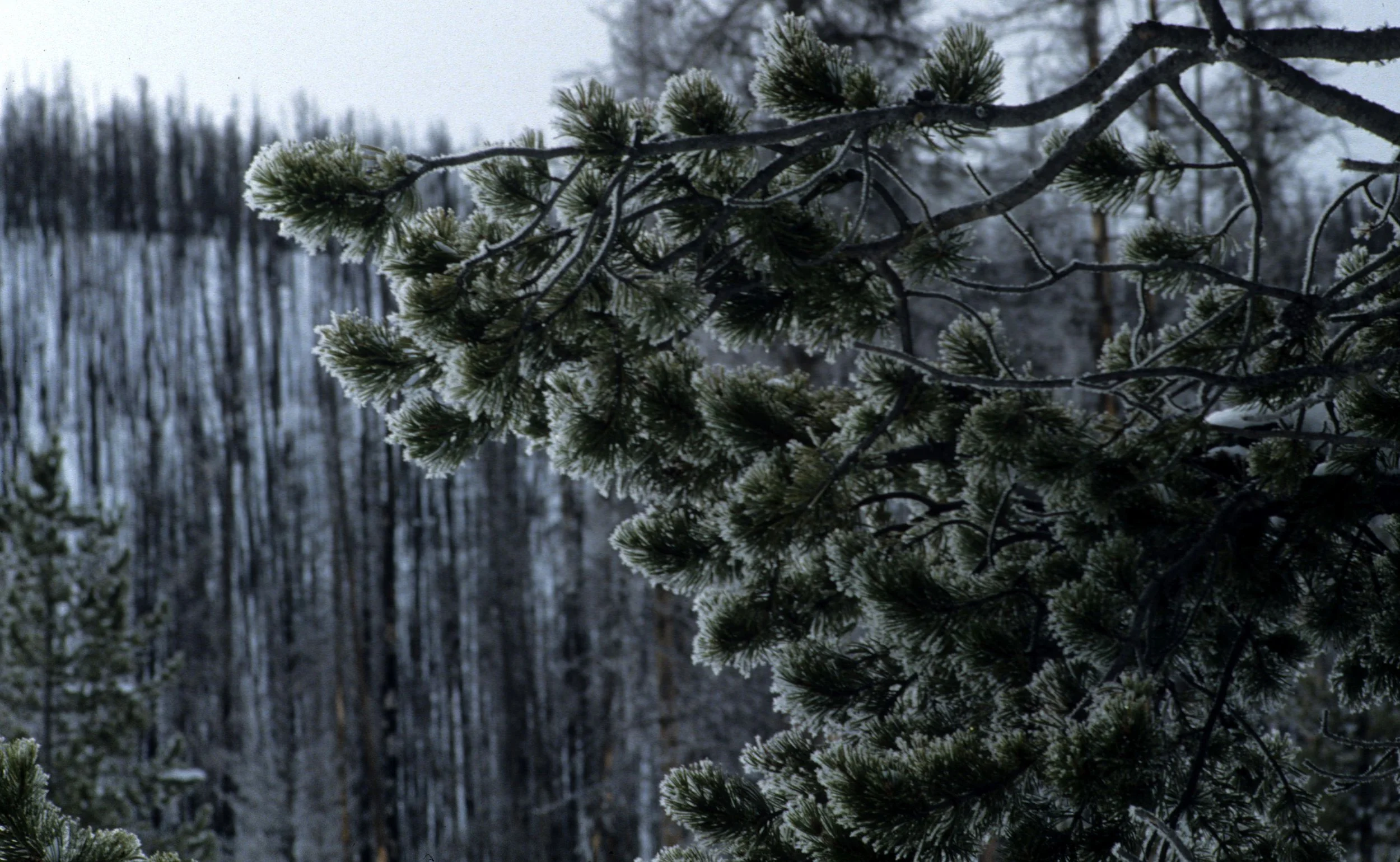 YELLOWSTONE IN WINTER R.jpg