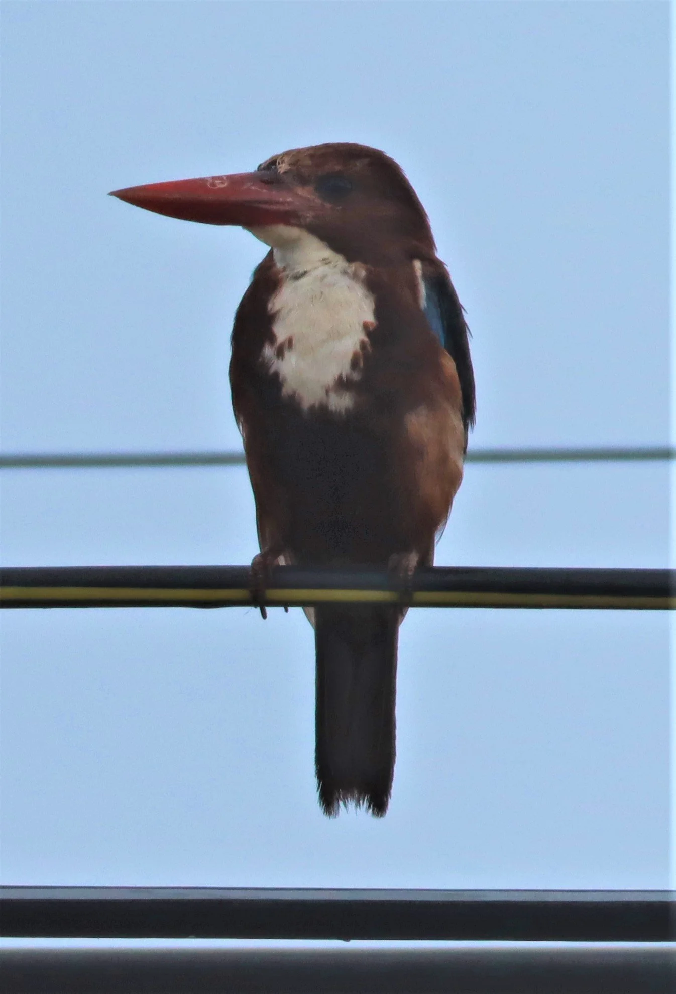 KINGFISHER - WHITE-THROATED KINGFISHER - Halcyon smyrnensis - PRACHUAP KHIRI KHAN AREA (7).jpg