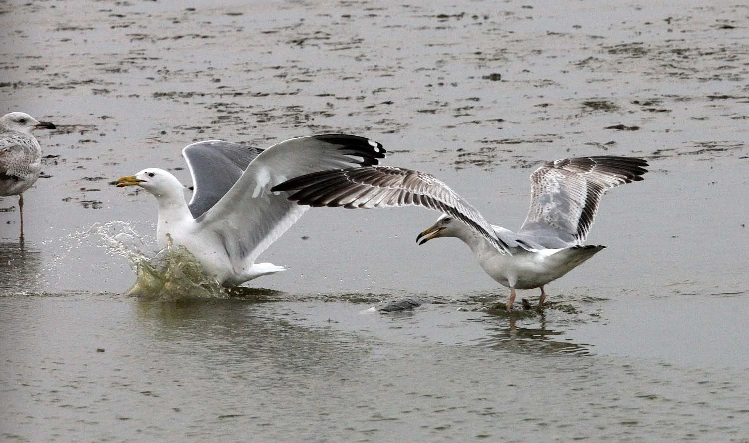 BIRD - GULL - MONGOLIAN GULL - YANCHENG CHINA (1).JPG