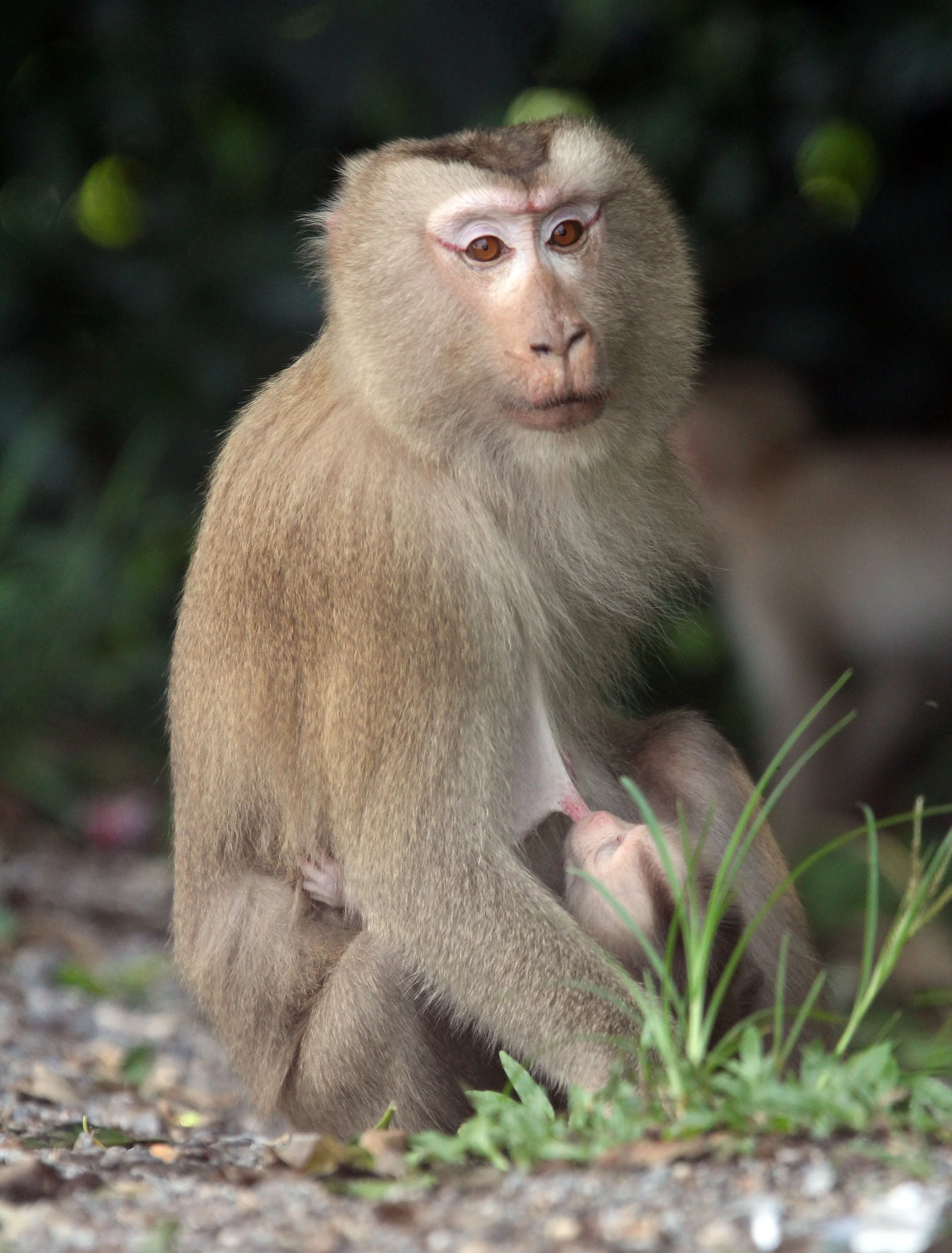 CERCOPITHECIDAE - Macaca leonina - NORTHERN PIG-TAILED MACAQUE - KHAO YAI NATIONAL PARK THAILAND (40).JPG