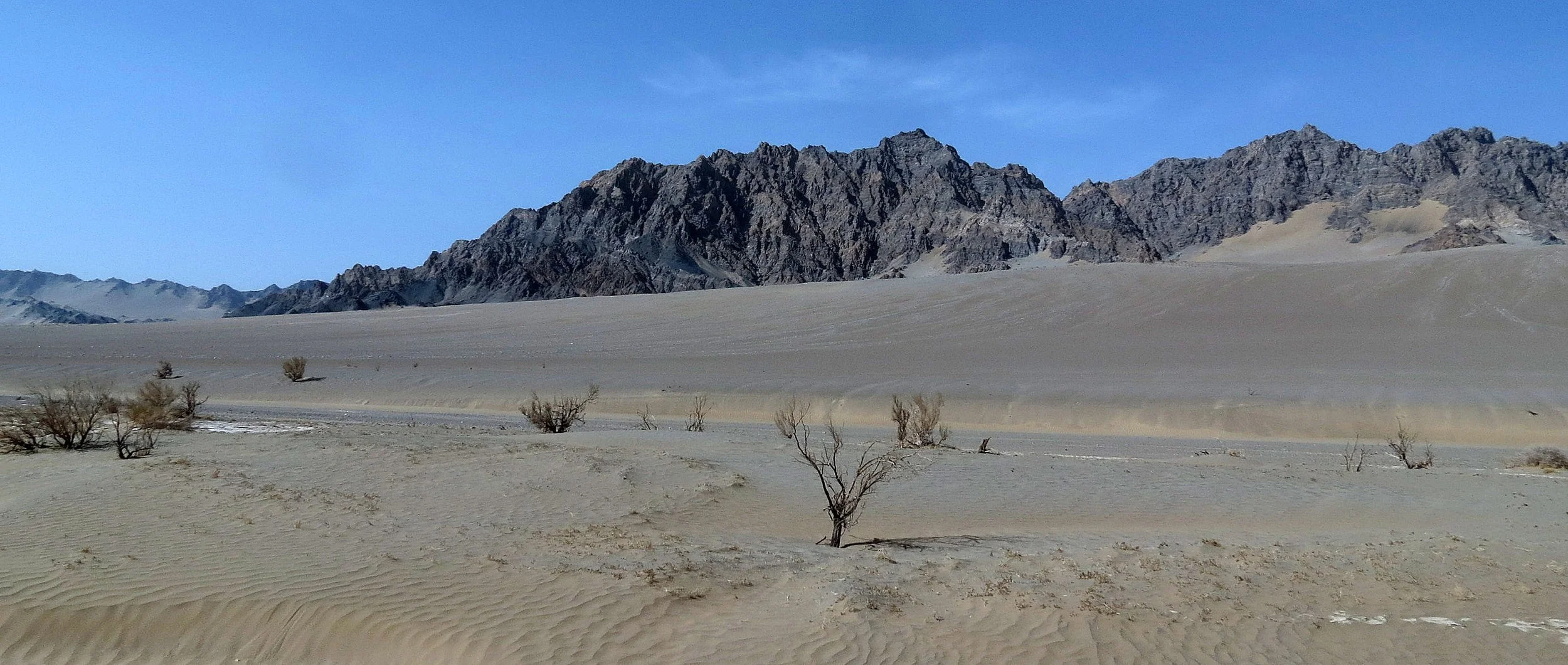 LOP NUR WILD BACTRIAN CAMEL RESERVE - XINJIANG CHINA (17).JPG