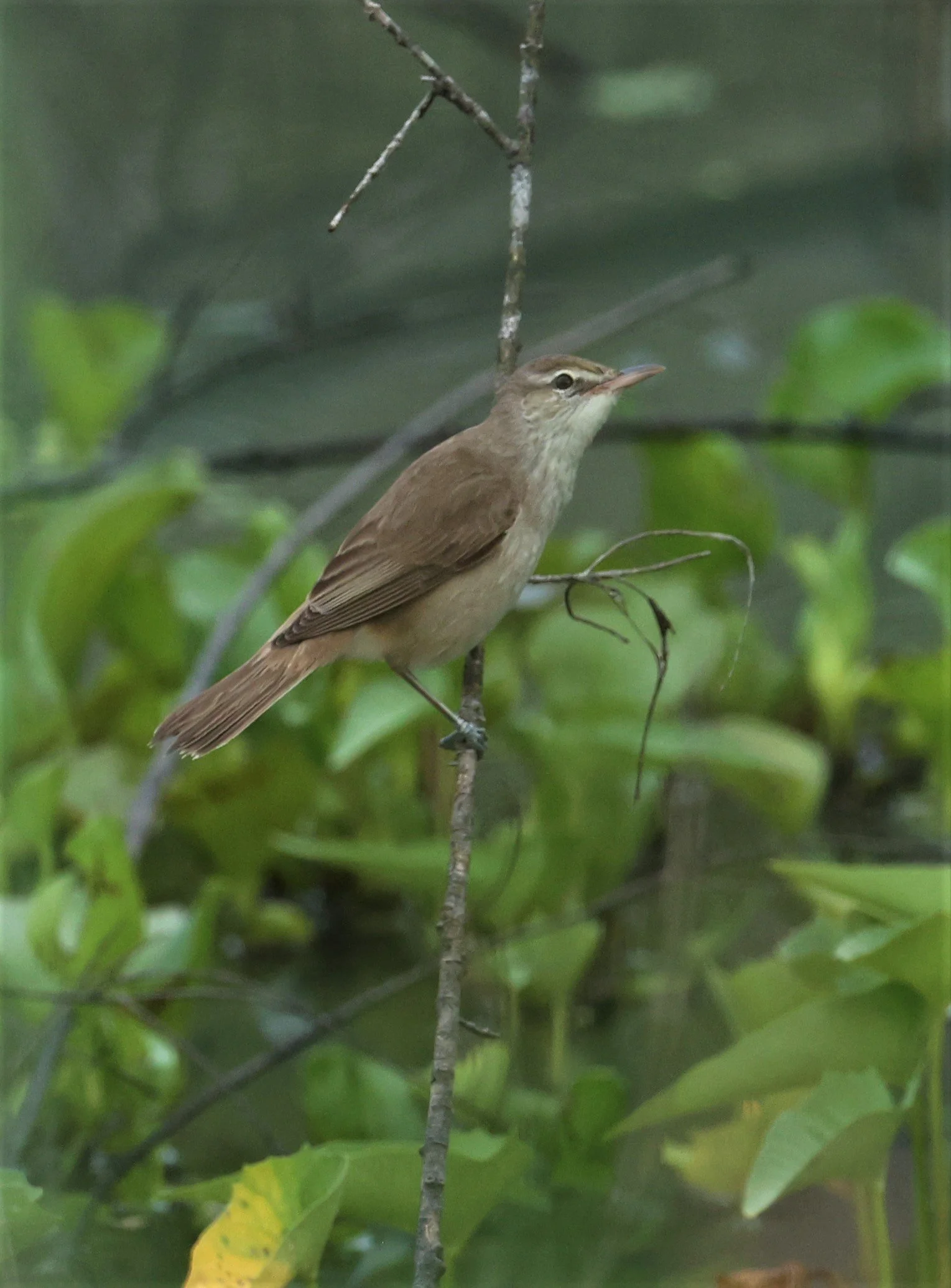 WARBLER - ORIENTAL REED WARBLER - Acrocephalus orientalis - PAK PHAYUN DISTRICT, PATTHALUNG APRIL 2022 (29).jpg