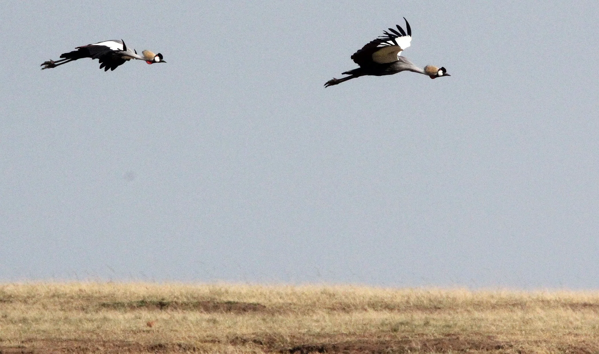 Balearica regulorum - GREY CROWNED CRANE - QUEEN ELIZABETH NP UGANDA (54).JPG