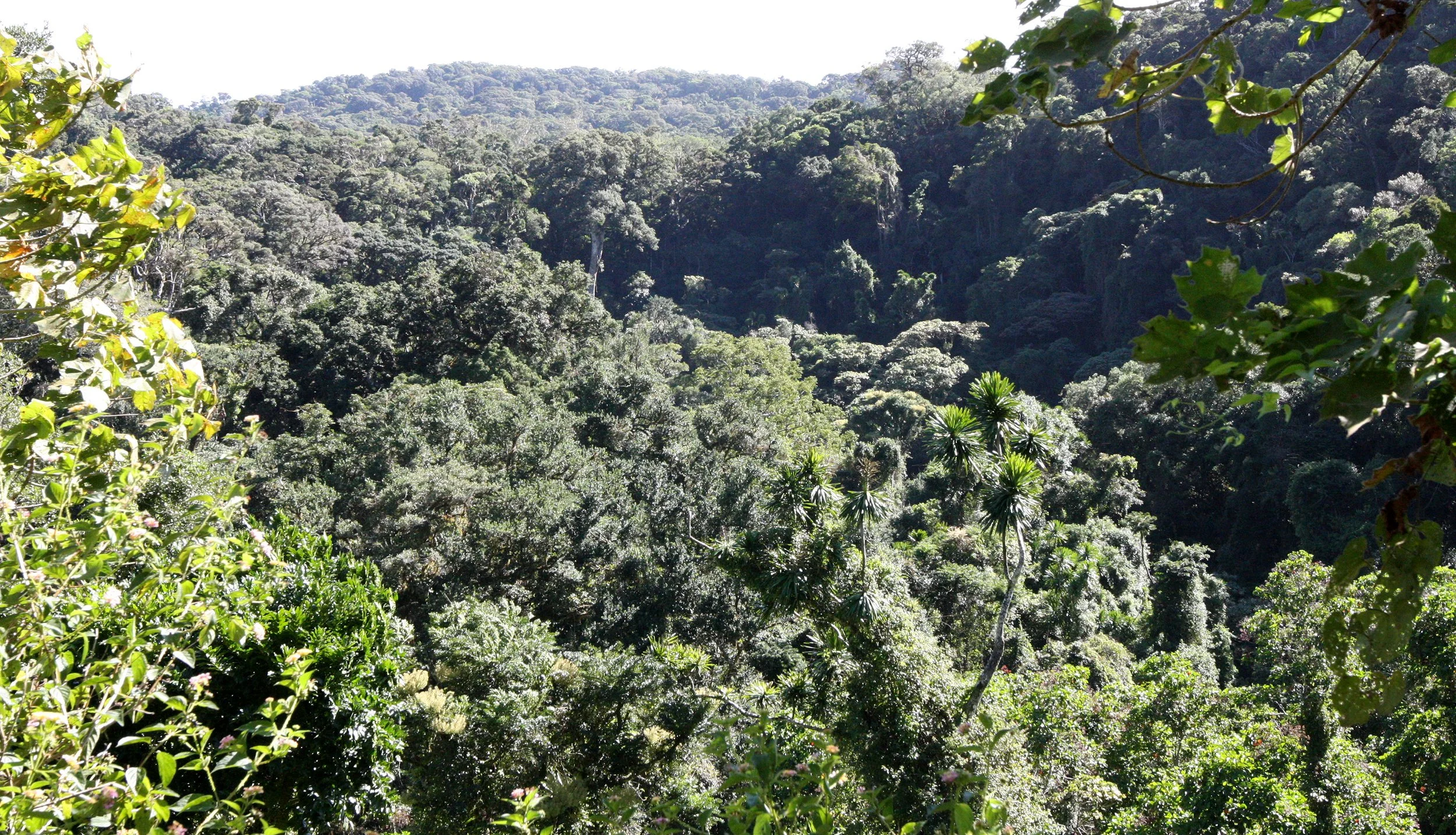 MONTAGNE D'AMBRE NATIONAL PARK - FOREST VIEWS (11).JPG