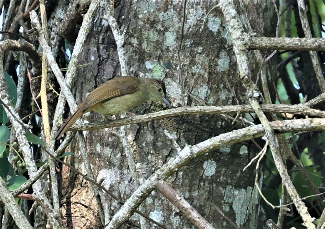 BULBUL - BAKER'S BULBUL - Iole cinnamomeoventris - PHANOEN THUNG KAENG KRACHAN (1).jpg