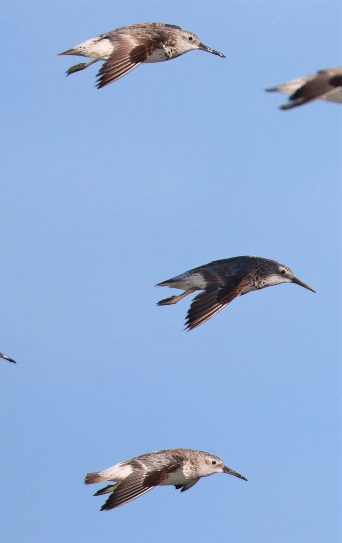 GREAT KNOTS - Calidris tenuirostris -Mangrove Forest Research Center Samut Sakorn (9).jpg