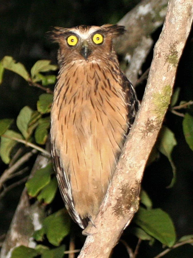 Ketupa ketupu - BUFFY FISH OWL - KINABATANGAN RIVER BORNEO aa.jpg