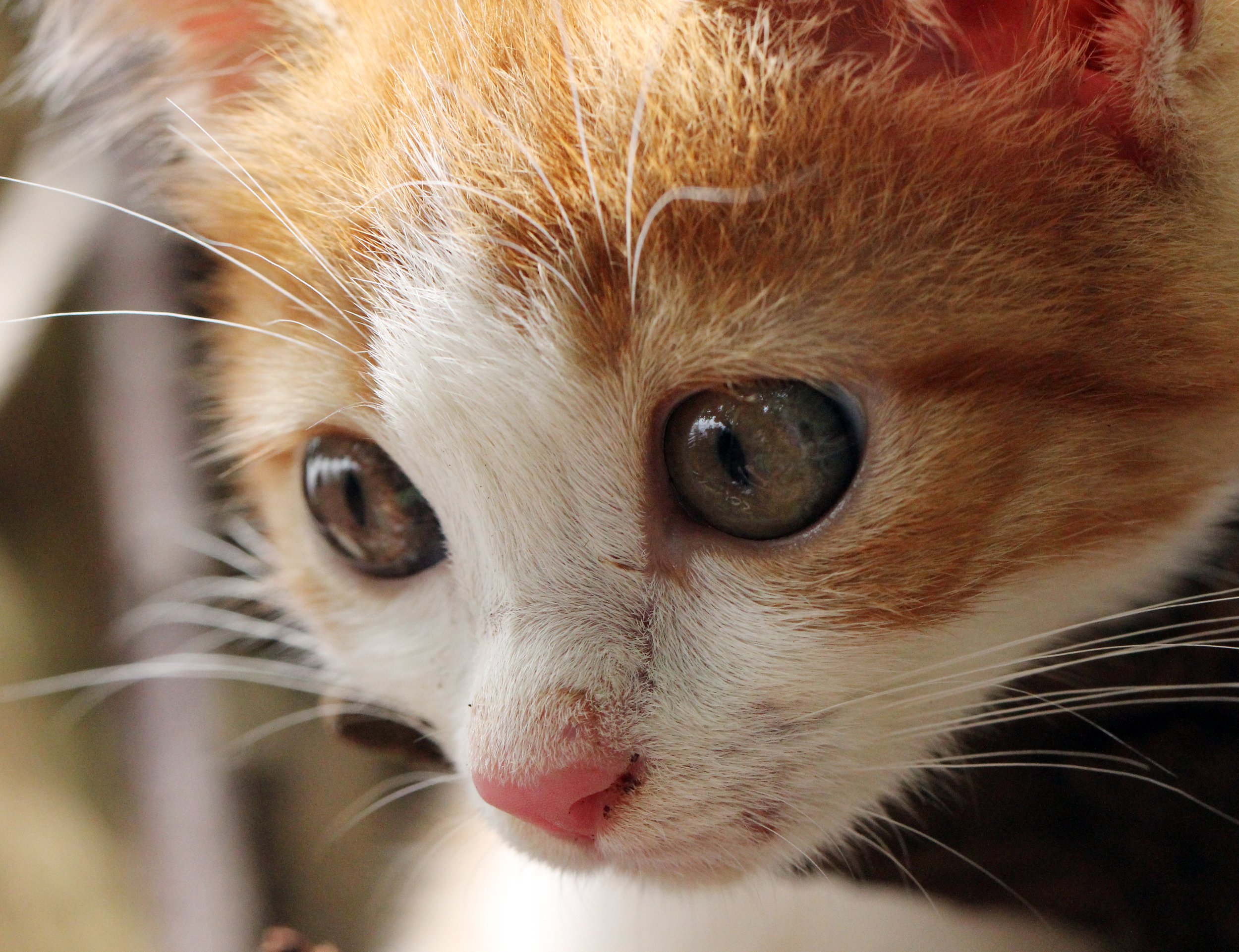 2015 Koh Lanta Summer Misc Images (1070).JPG