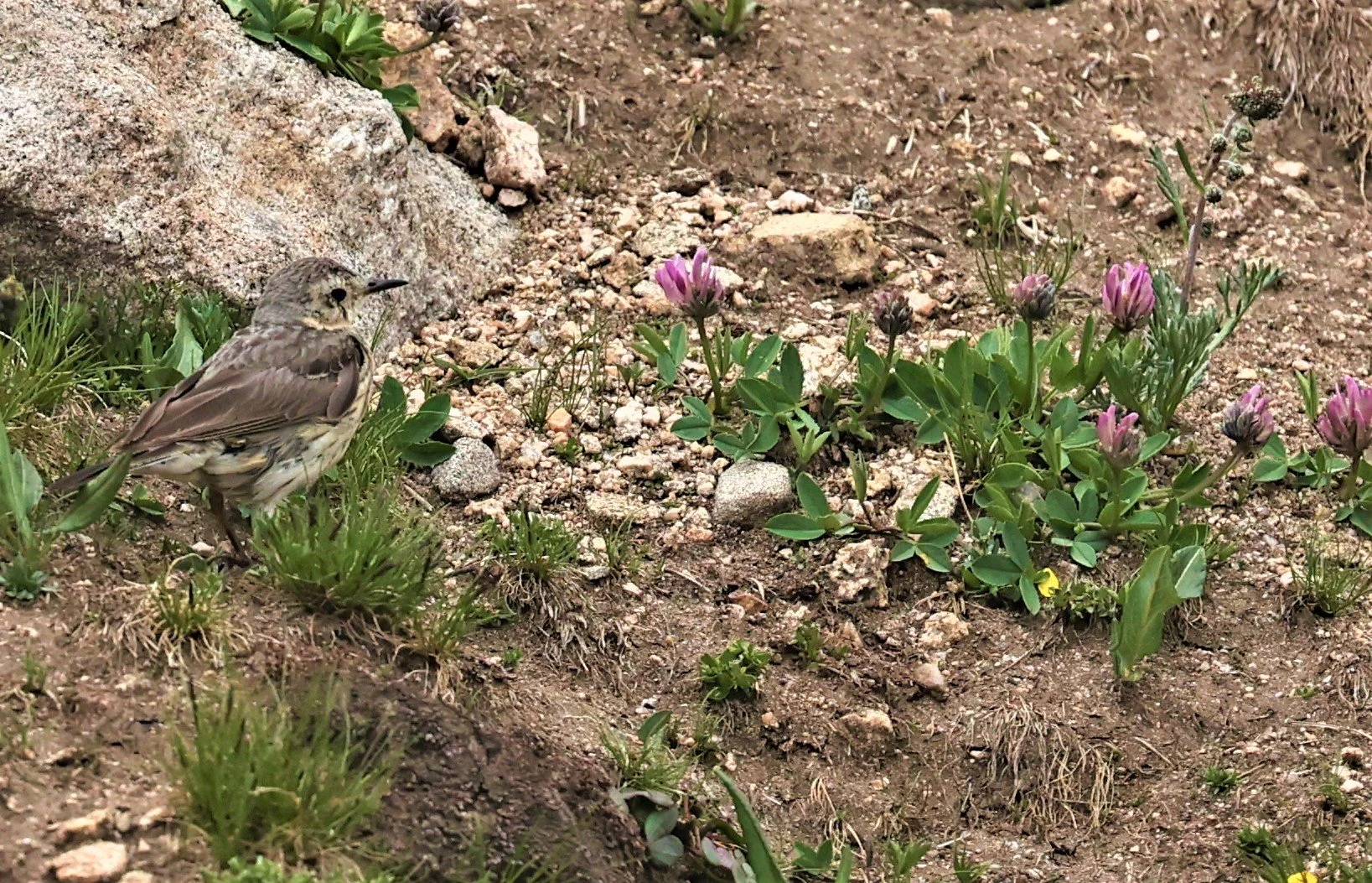 Anthus rubescens - AMERICAN PIPIT - MOUNT EVANS SCENIC BYWAY, MOUNT EVANS ROCKY MOUNTAINS (1).jpg