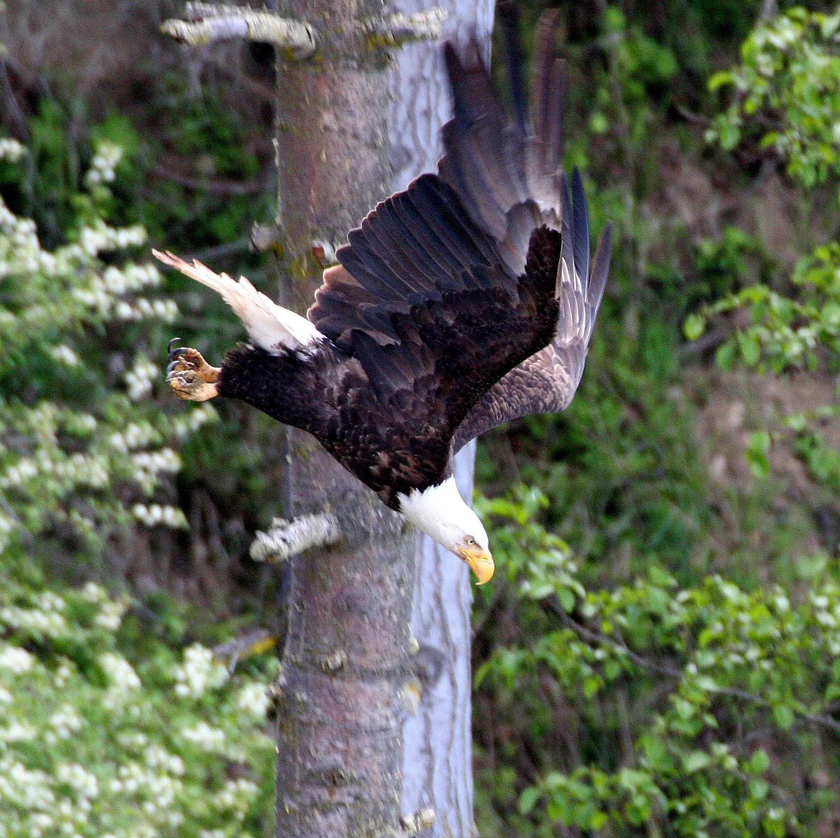 Haliaeetus leucocephalus - AMERICAN BALD EAGLE - LAKE FARM BLUFFS WASHINGTON (85).JPG