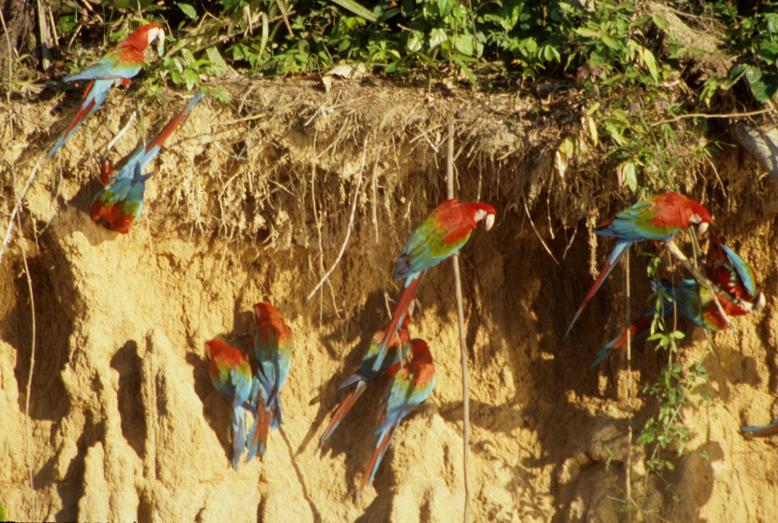 BIRD - MACAW - MANU NP PERU.jpg