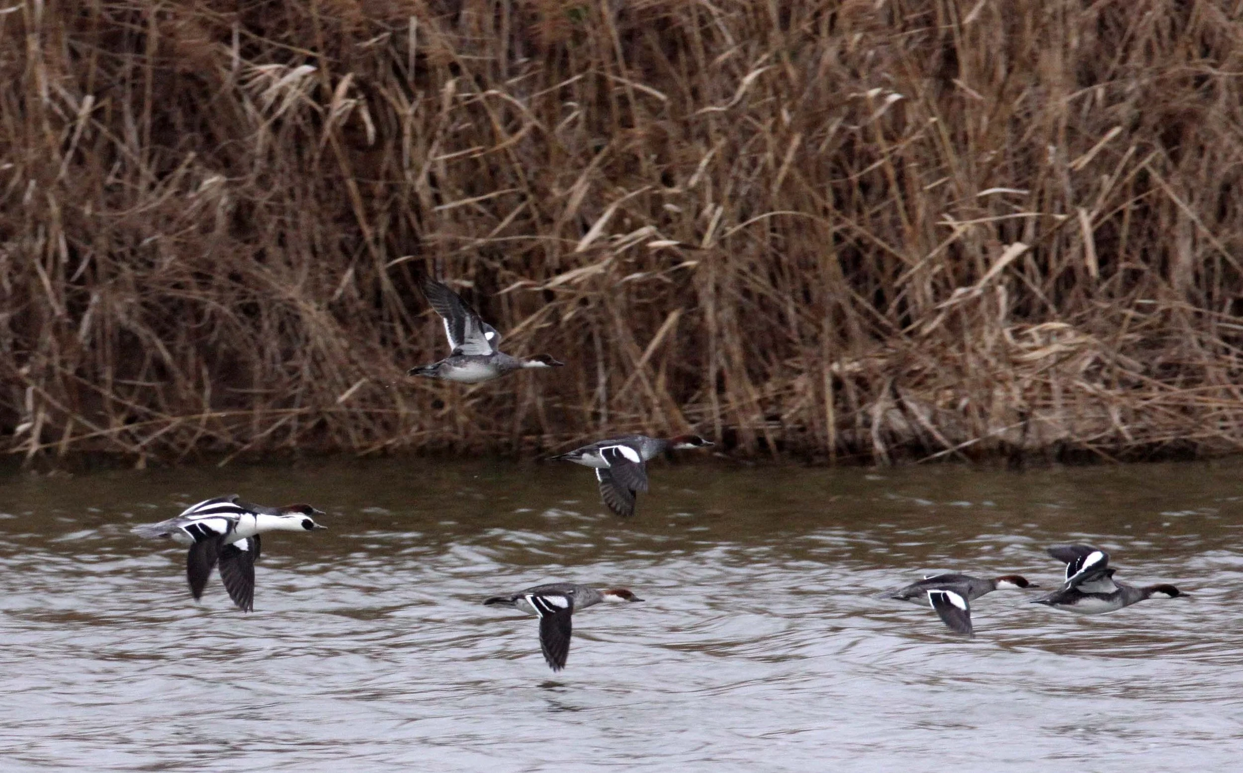 SMEW - Mergellus albellus - YANCHENG CHINA (7).JPG