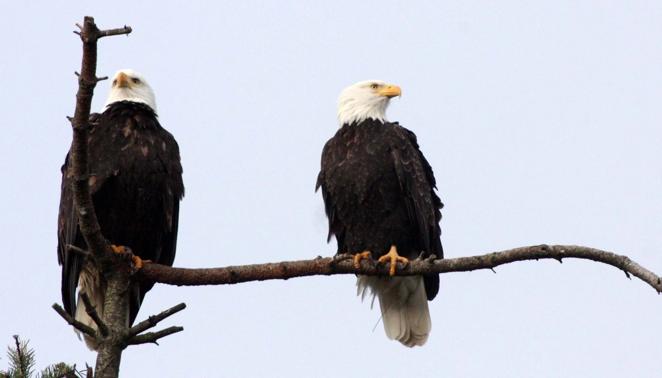 Haliaeetus leucocephalus - AMERICAN BALD EAGLE - MARINE DRIVE SEQUIM WA (16).JPG