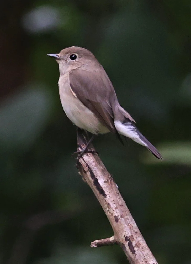 Taiga Flycatcher (Ficedula albicilla)